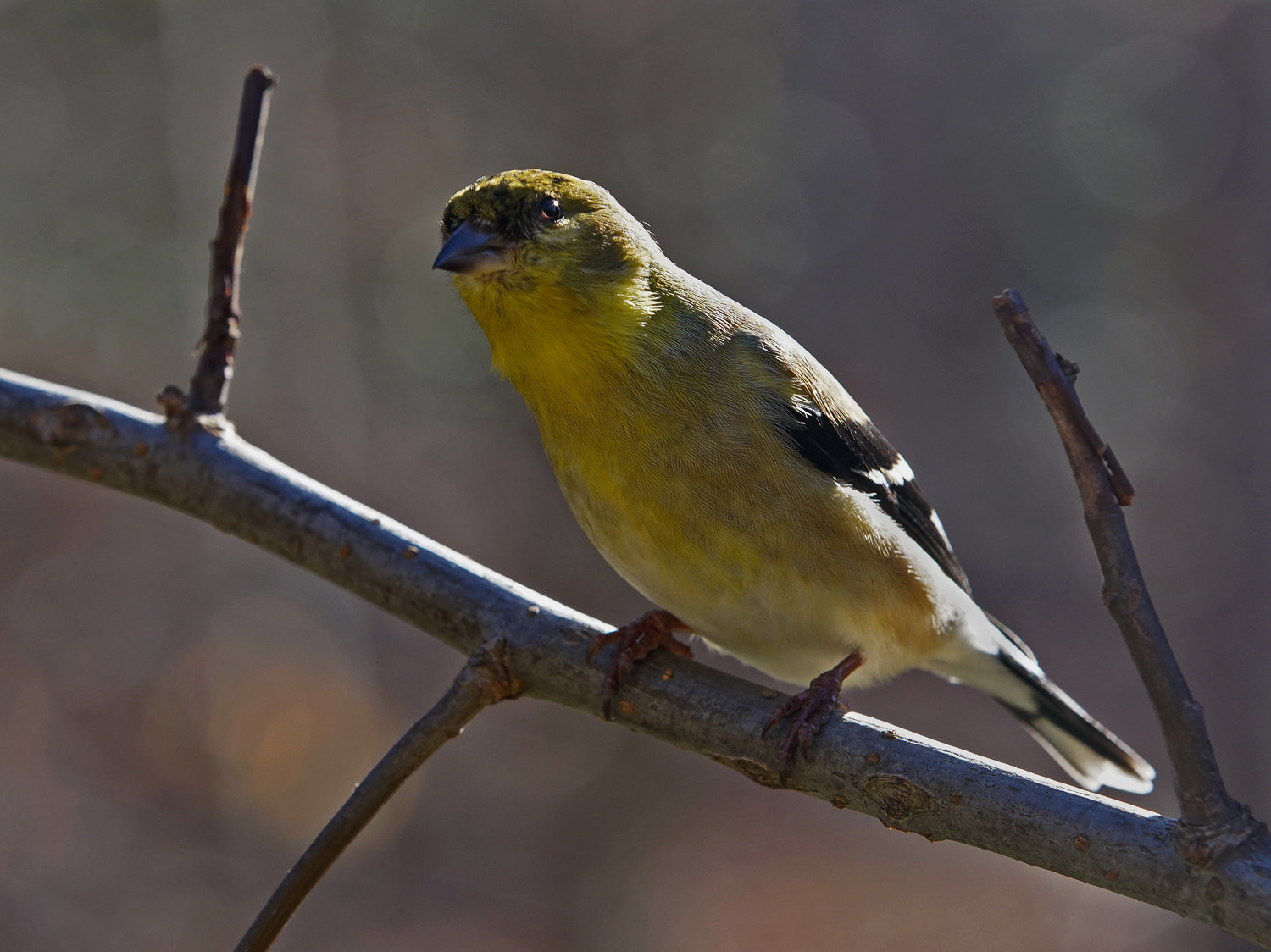 Sony a7R II + 70-200mm F2.8 G SSM OSS II sample photo. American goldfinch photography