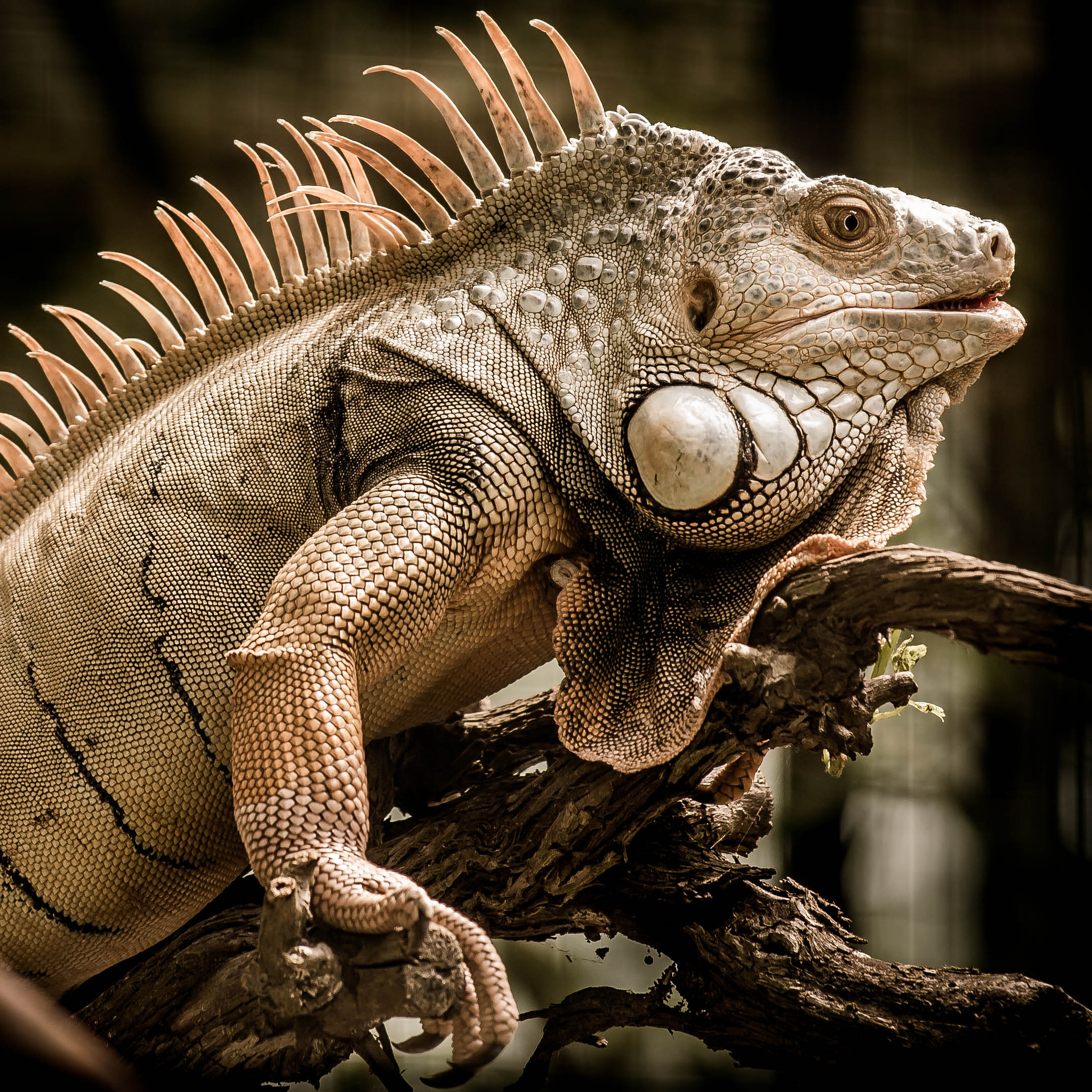 Nikon AF-S Nikkor 70-200mm F4G ED VR sample photo. Iguane vert photography