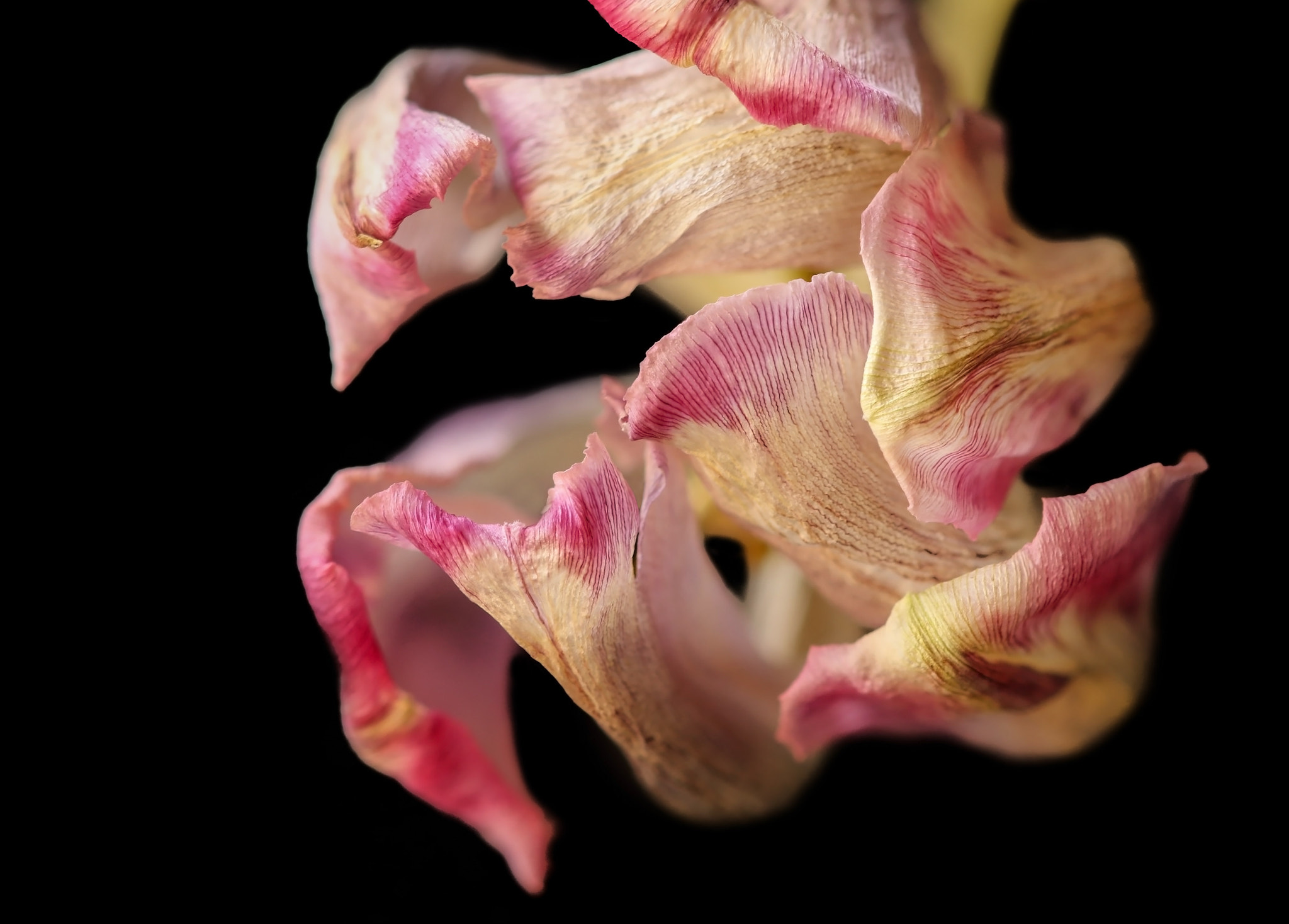Canon EF 180mm F3.5L Macro USM sample photo. Tulip's life photography