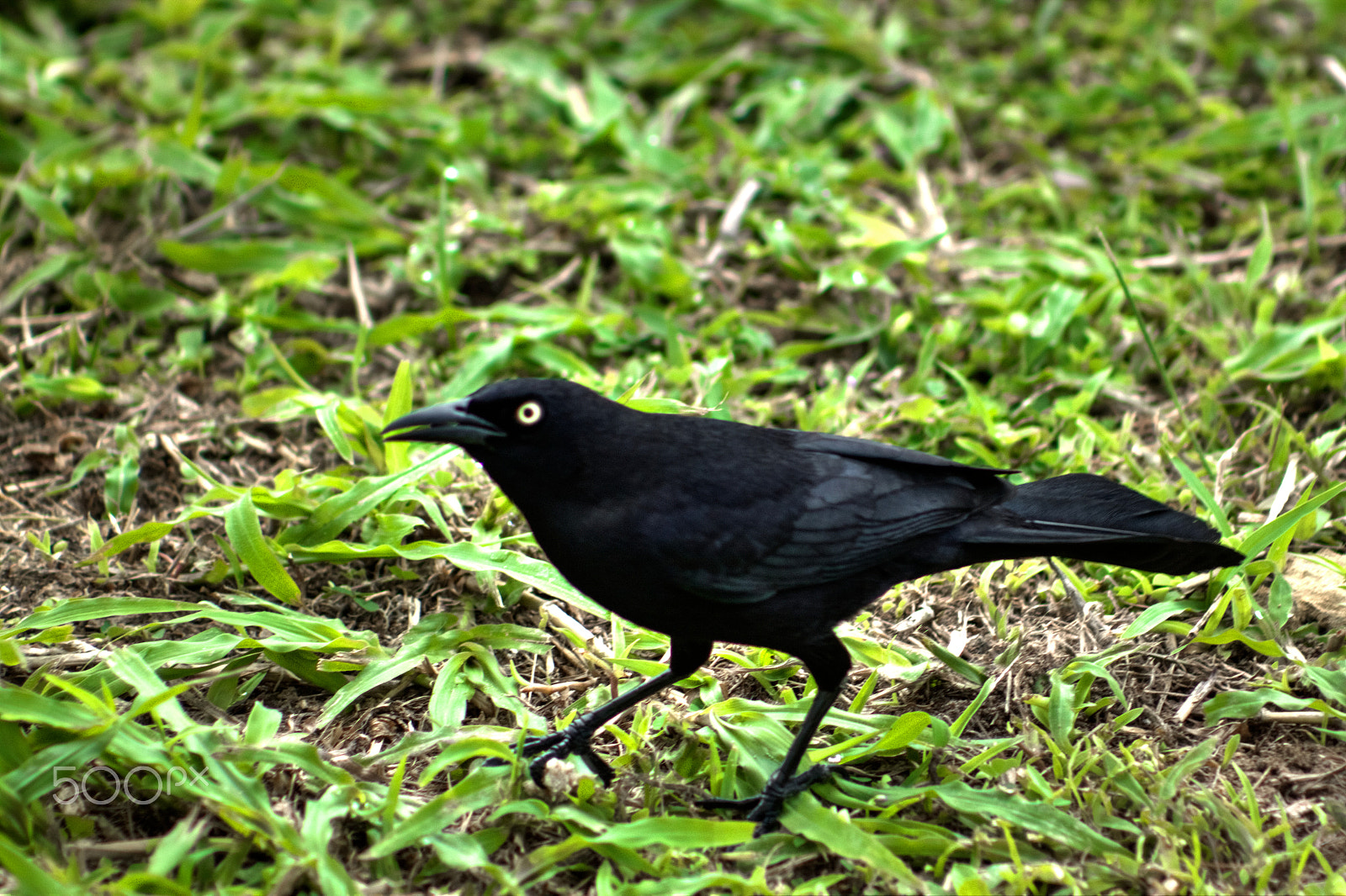 Canon EOS 500D (EOS Rebel T1i / EOS Kiss X3) + EF75-300mm f/4-5.6 sample photo. Blackbird moment of vanity photography