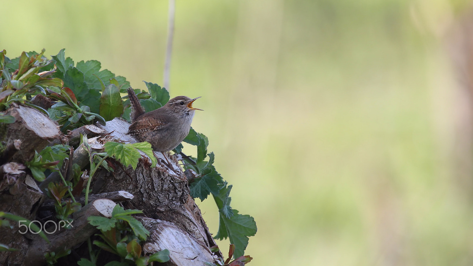 Canon EF 100-400mm F4.5-5.6L IS USM sample photo. Eurasian wren photography