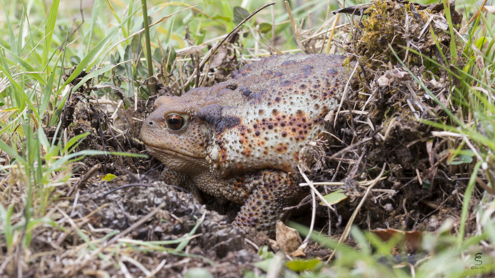 Sigma 105mm F2.8 EX DG OS HSM sample photo. Bufo bufo (♀) photography
