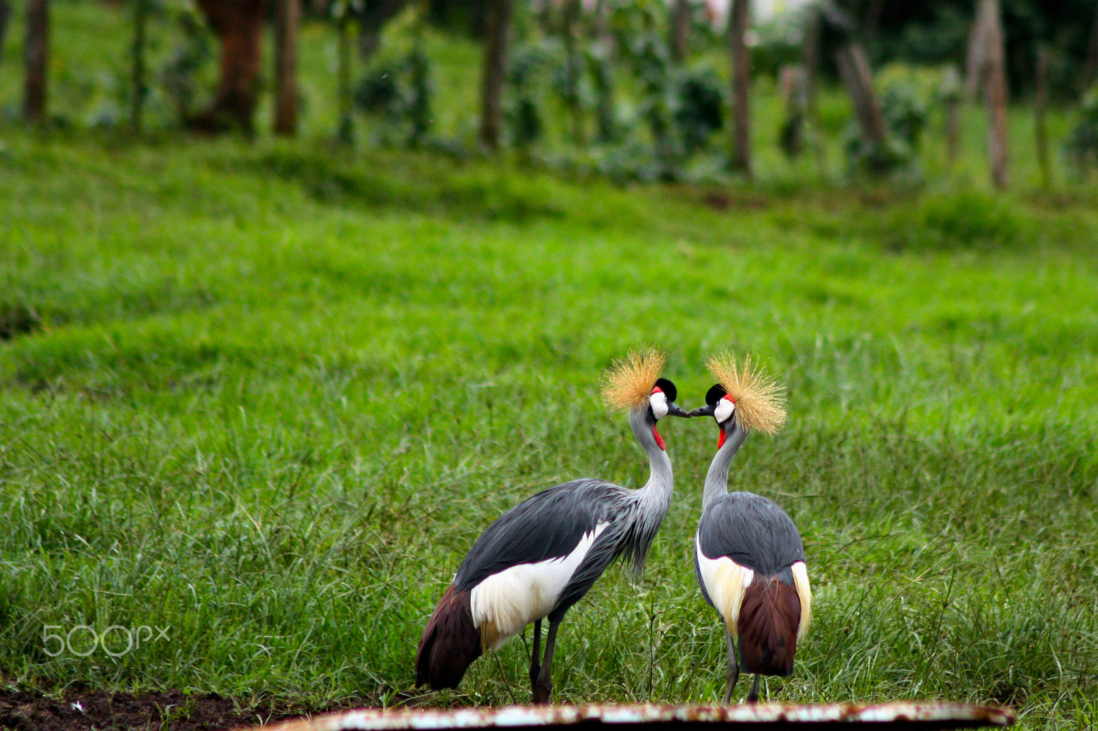 Canon EOS 450D (EOS Rebel XSi / EOS Kiss X2) + Canon EF 75-300mm F4.0-5.6 IS USM sample photo. Crested cranes photography