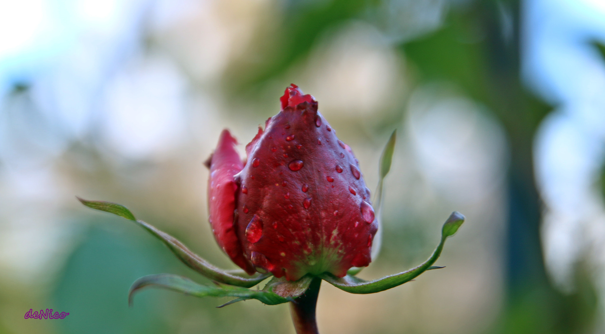 Sigma 24-105mm f/4 DG OS HSM | A sample photo. Img photography