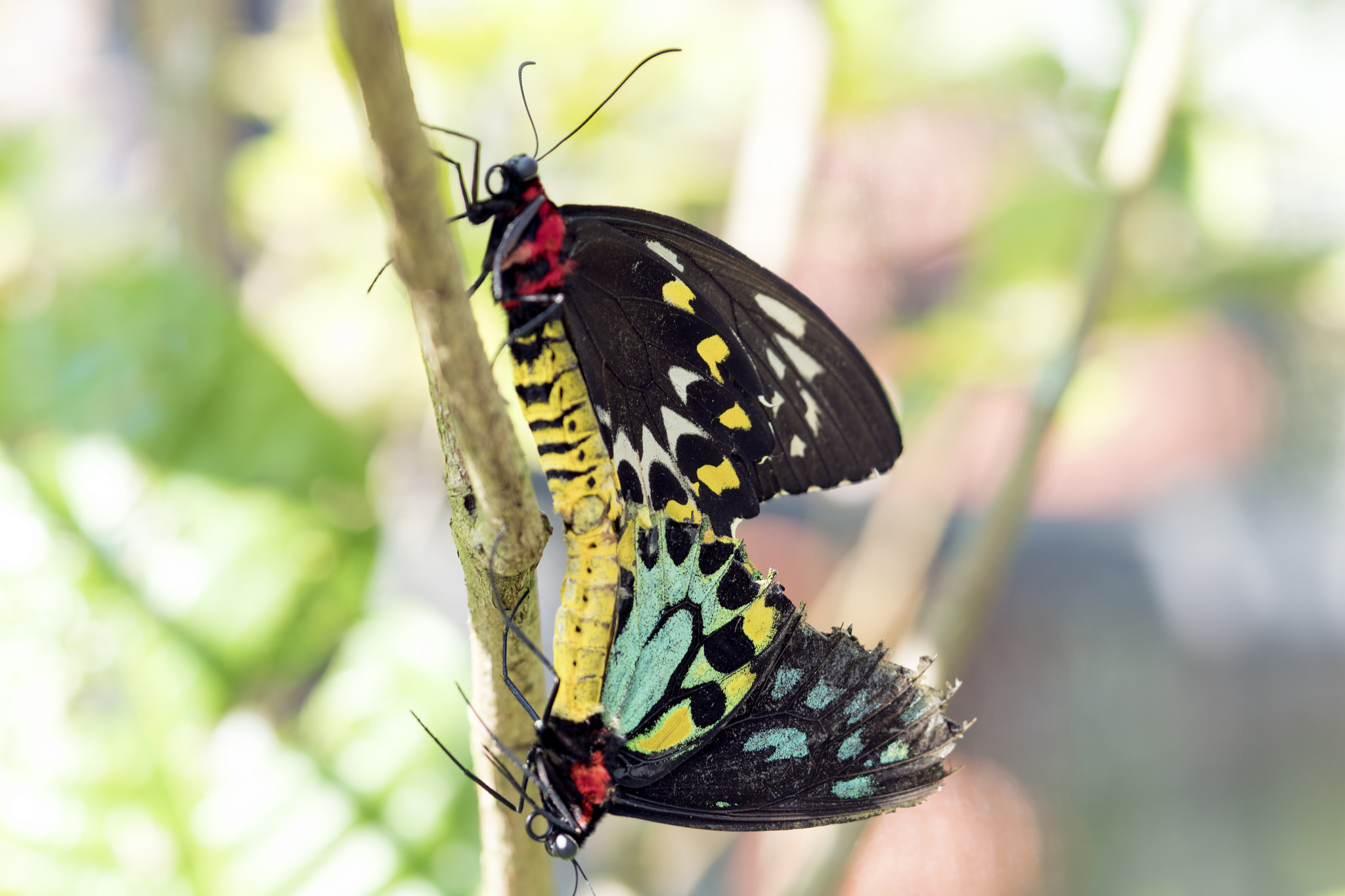 Sony FE 90mm F2.8 Macro G OSS sample photo. Colorful butterflies photography