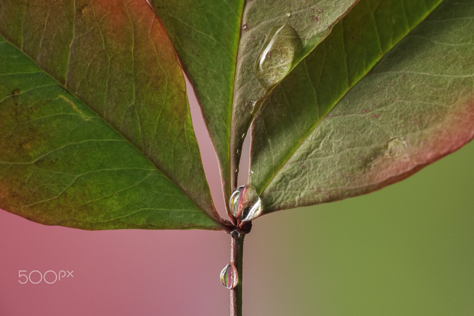 Sigma 105mm F2.8 EX DG OS HSM sample photo. Modifica photography