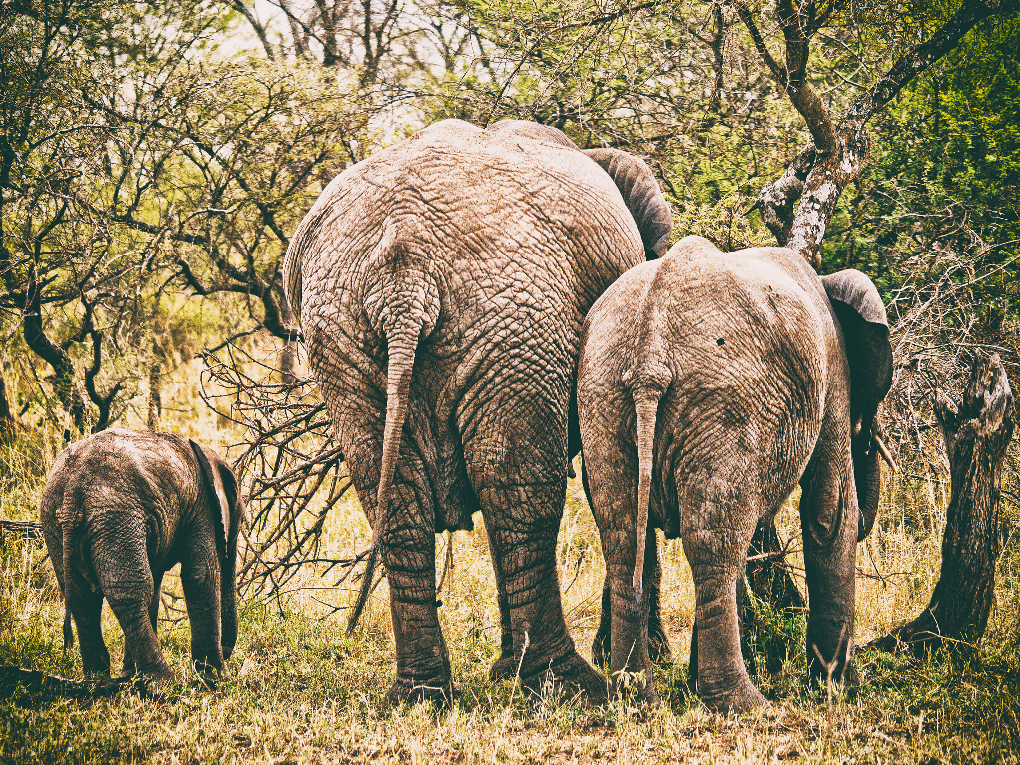 Panasonic Lumix DMC-GH2 sample photo. Elephants photography