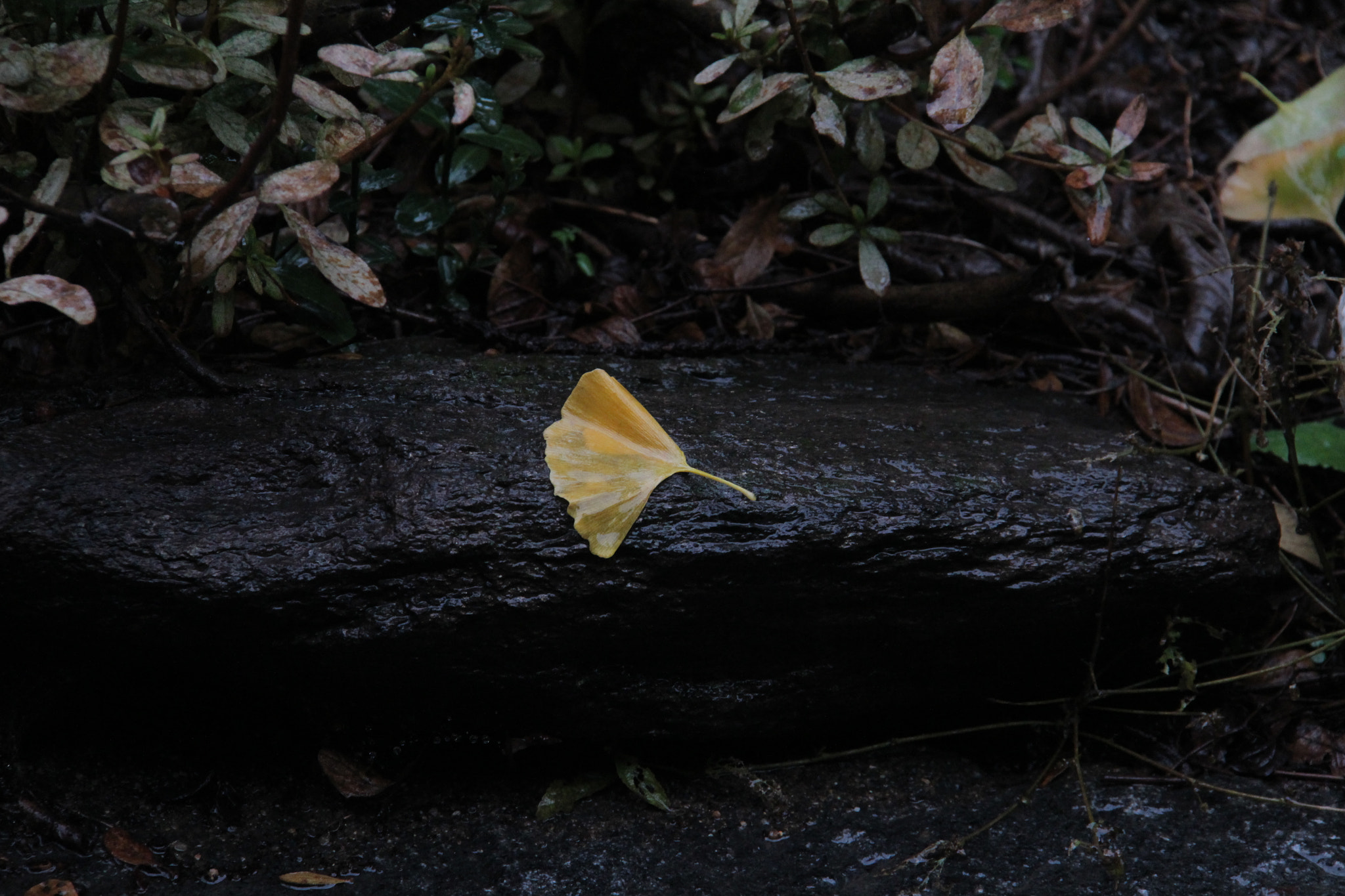 Canon EF-S 18-200mm F3.5-5.6 IS sample photo. 비오는```고향 에서 photography