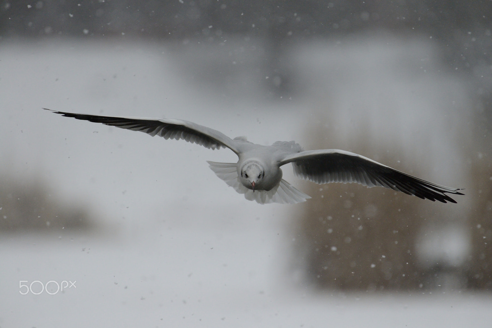 Nikon AF-S Nikkor 200-500mm F5.6E ED VR sample photo. Flying in the snow photography