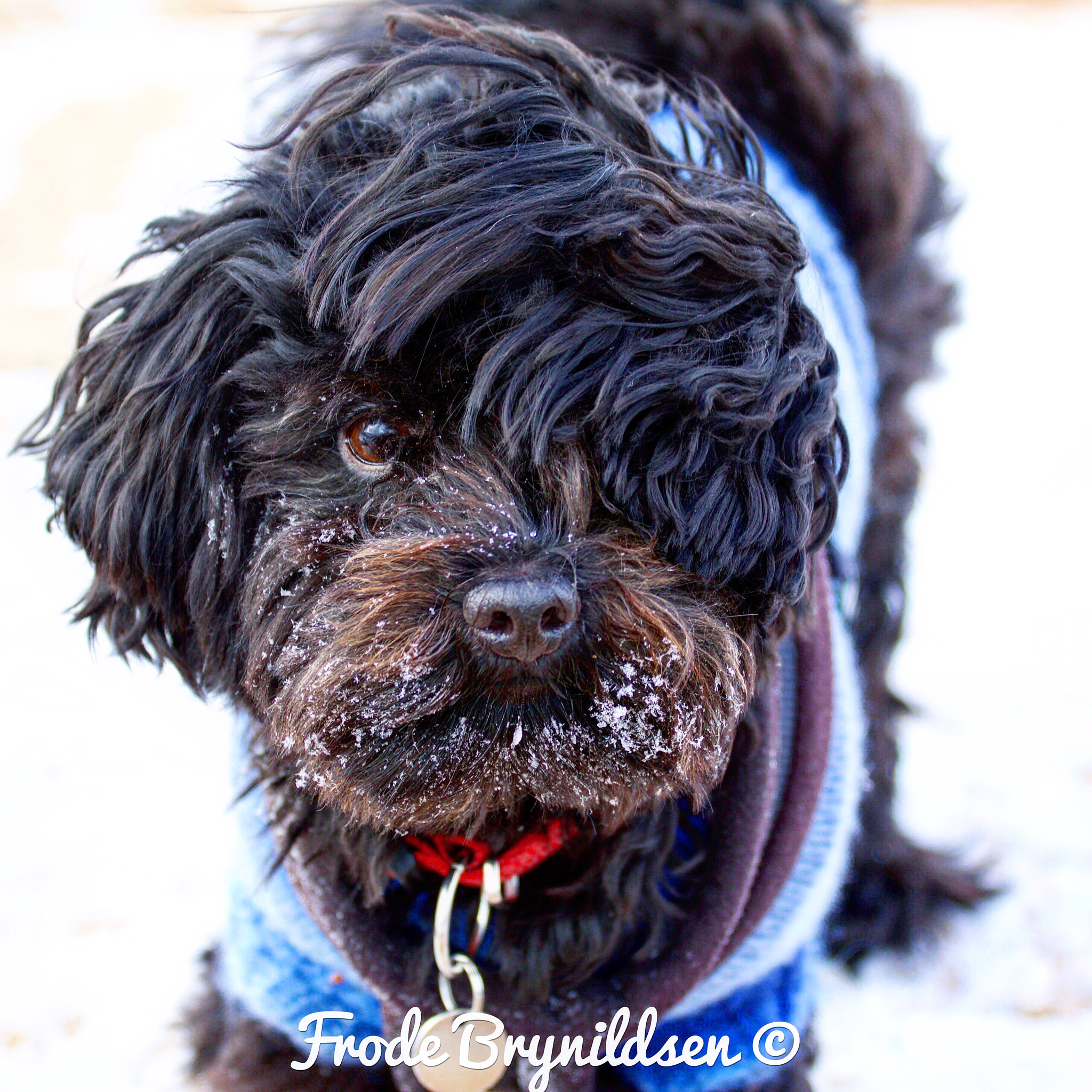 Canon EF 70-200mm F4L USM sample photo. My beutiful dog out walking a wintherday photography