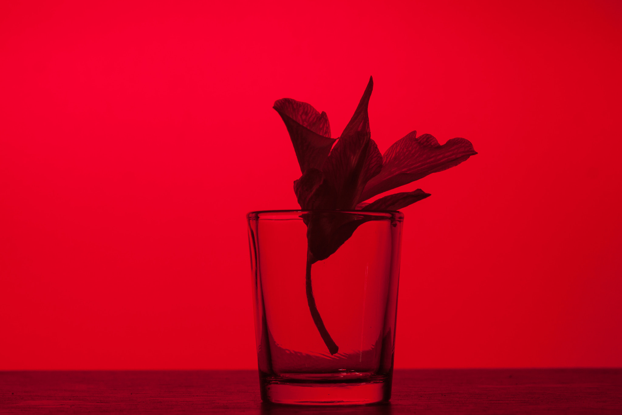 Canon EOS 50D + Canon EF 50mm F1.8 STM sample photo. Orchid red photography