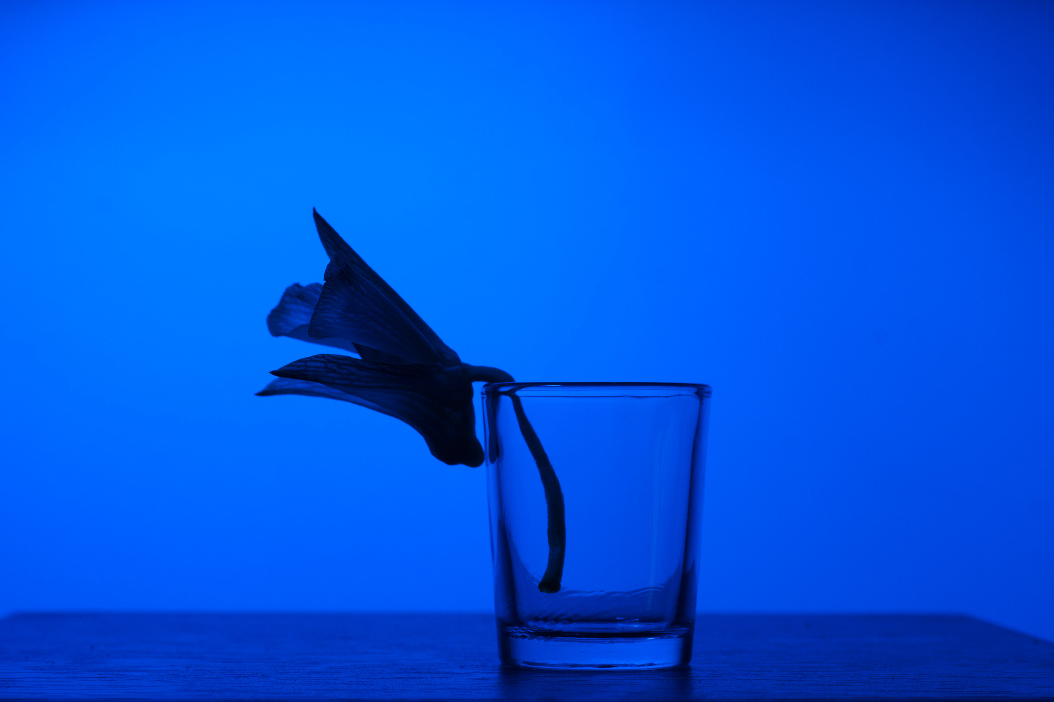 Canon EOS 50D + Canon EF 50mm F1.8 STM sample photo. Orchid blue photography
