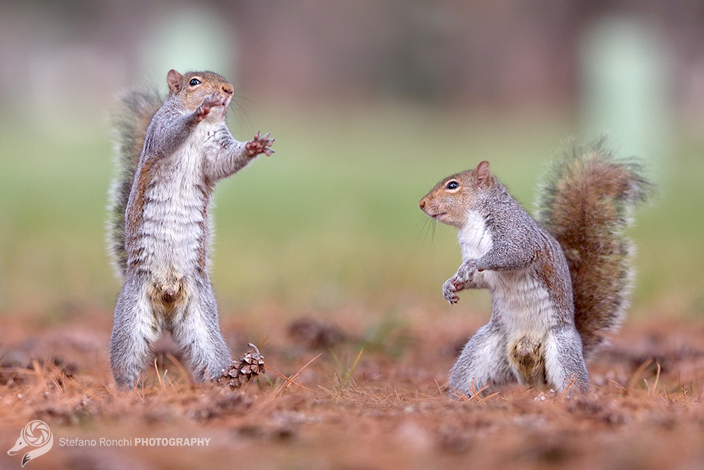 Canon EOS-1D X + Canon EF 300mm F2.8L IS USM sample photo. Ehi, brother photography