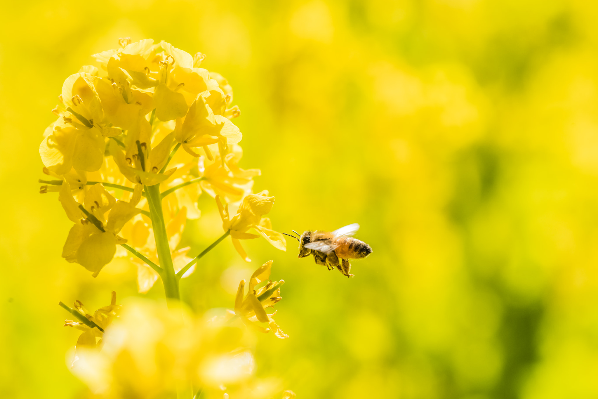 Nikon D5 + ZEISS Makro-Planar T* 100mm F2 sample photo. Honey hunt! photography