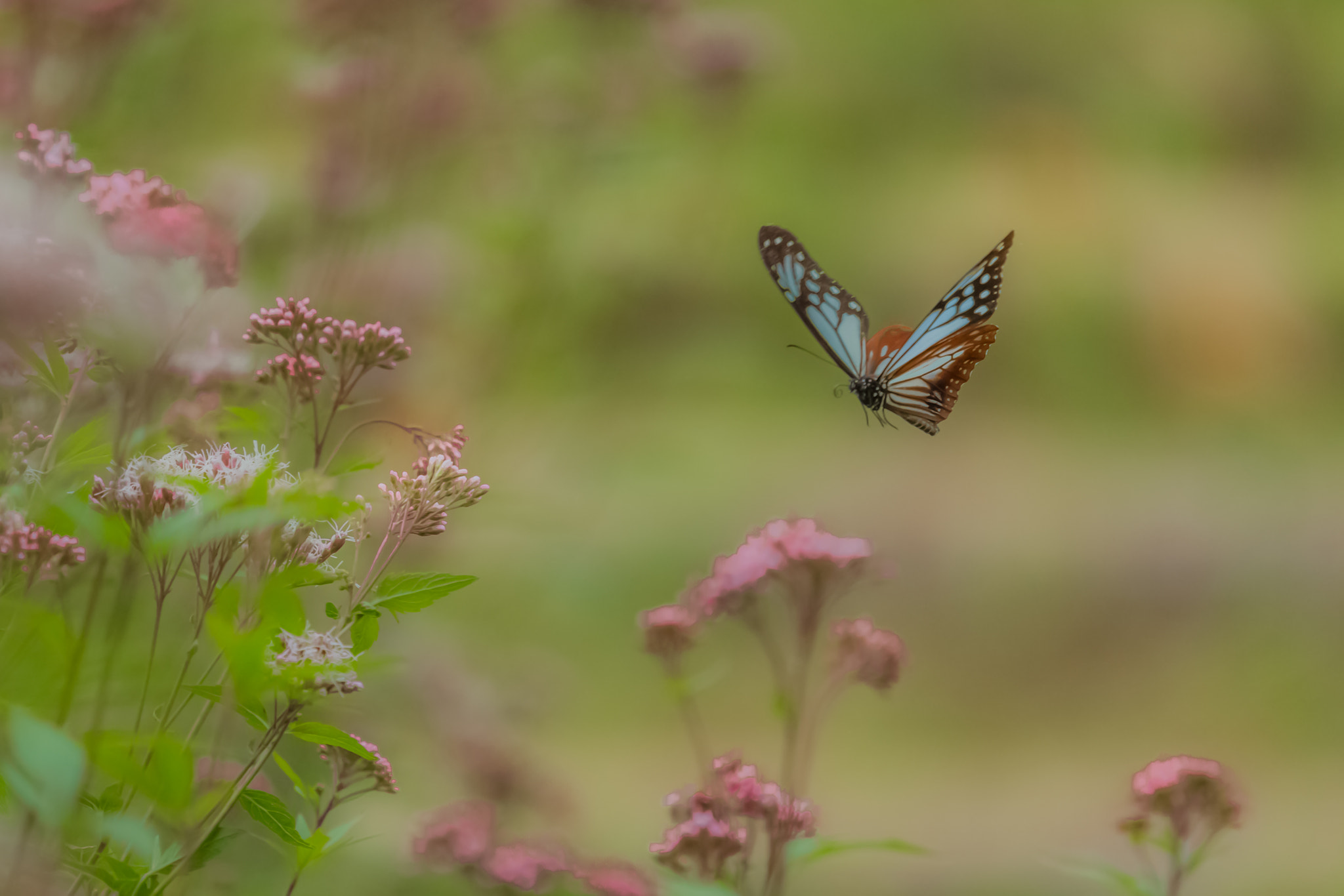 Nikon Nikkor AF-S 300mm F4E PF ED VR sample photo. To flower photography