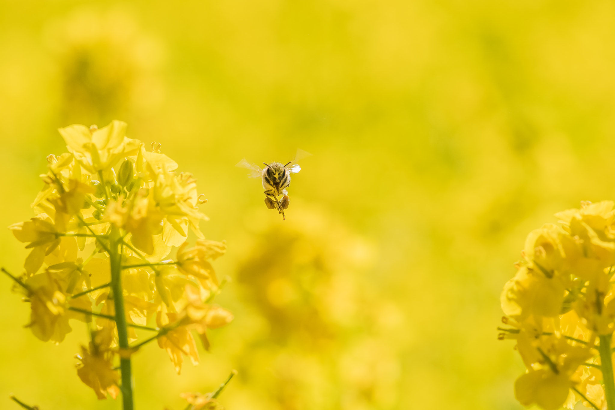 Nikon D5 sample photo. I am honey king! photography