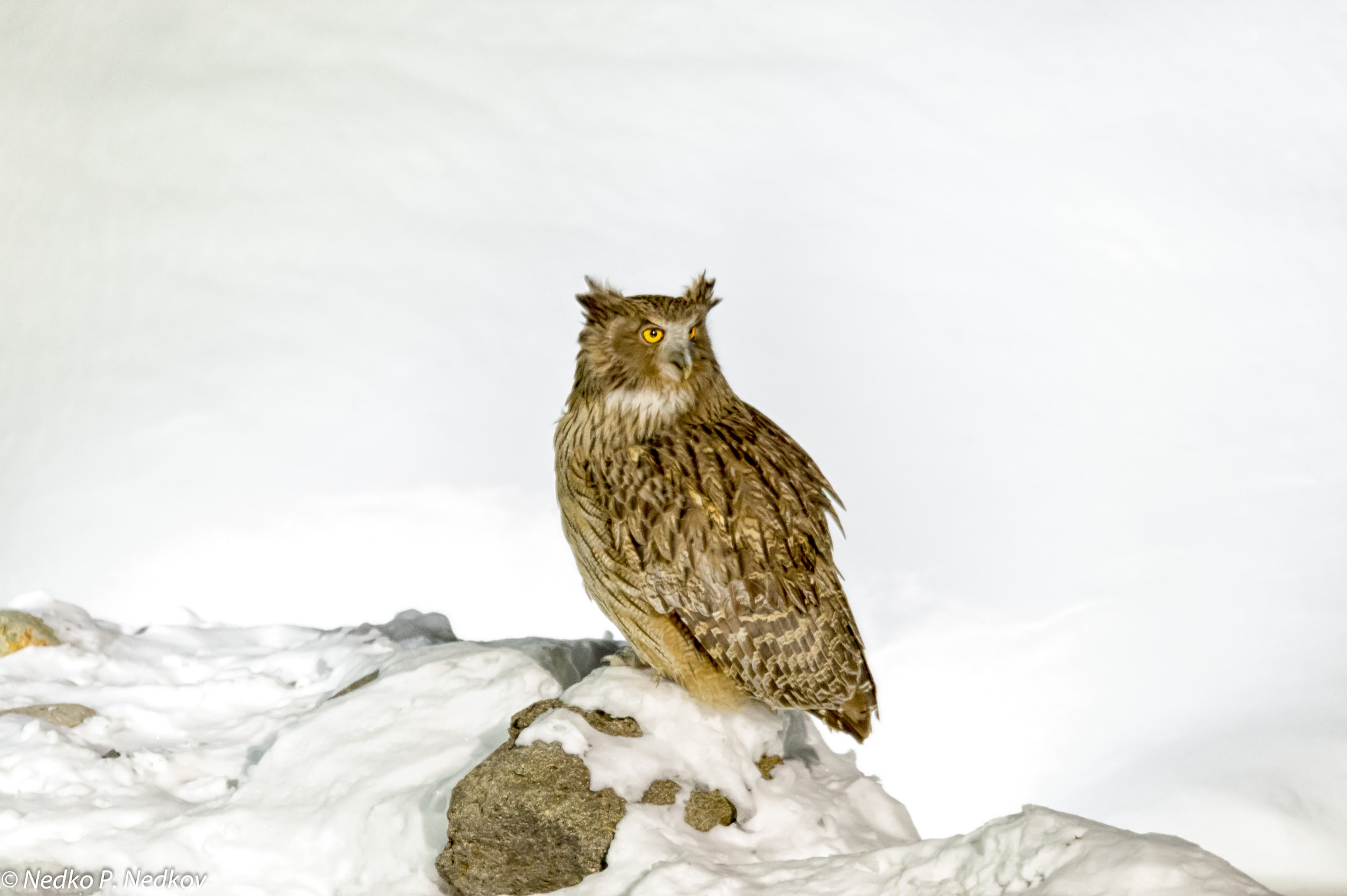 Nikon AF-S Nikkor 600mm F4E FL ED VR sample photo. Bubo photography