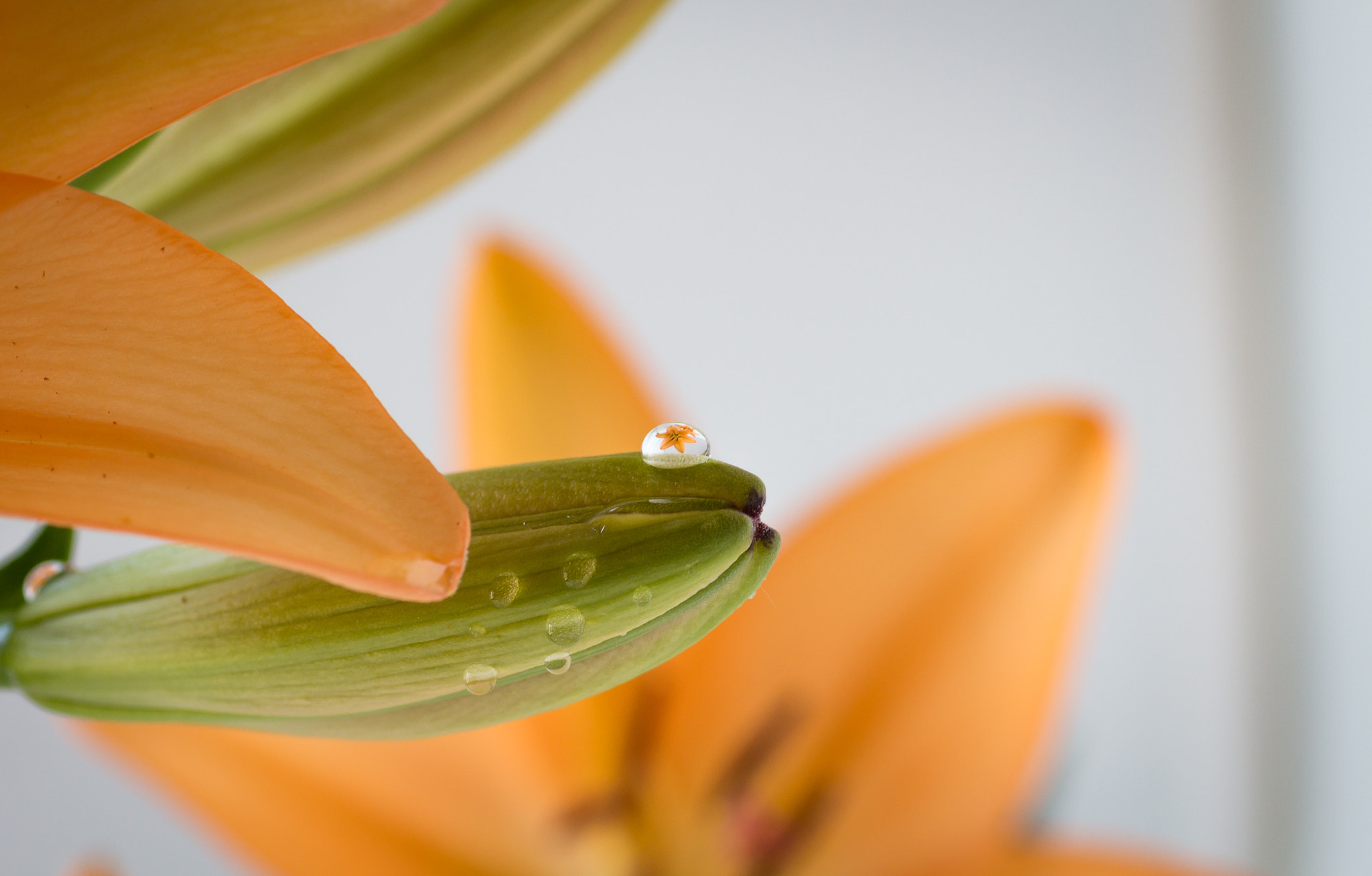 Canon EOS 650D (EOS Rebel T4i / EOS Kiss X6i) + Tamron SP AF 90mm F2.8 Di Macro sample photo. Droplet photography