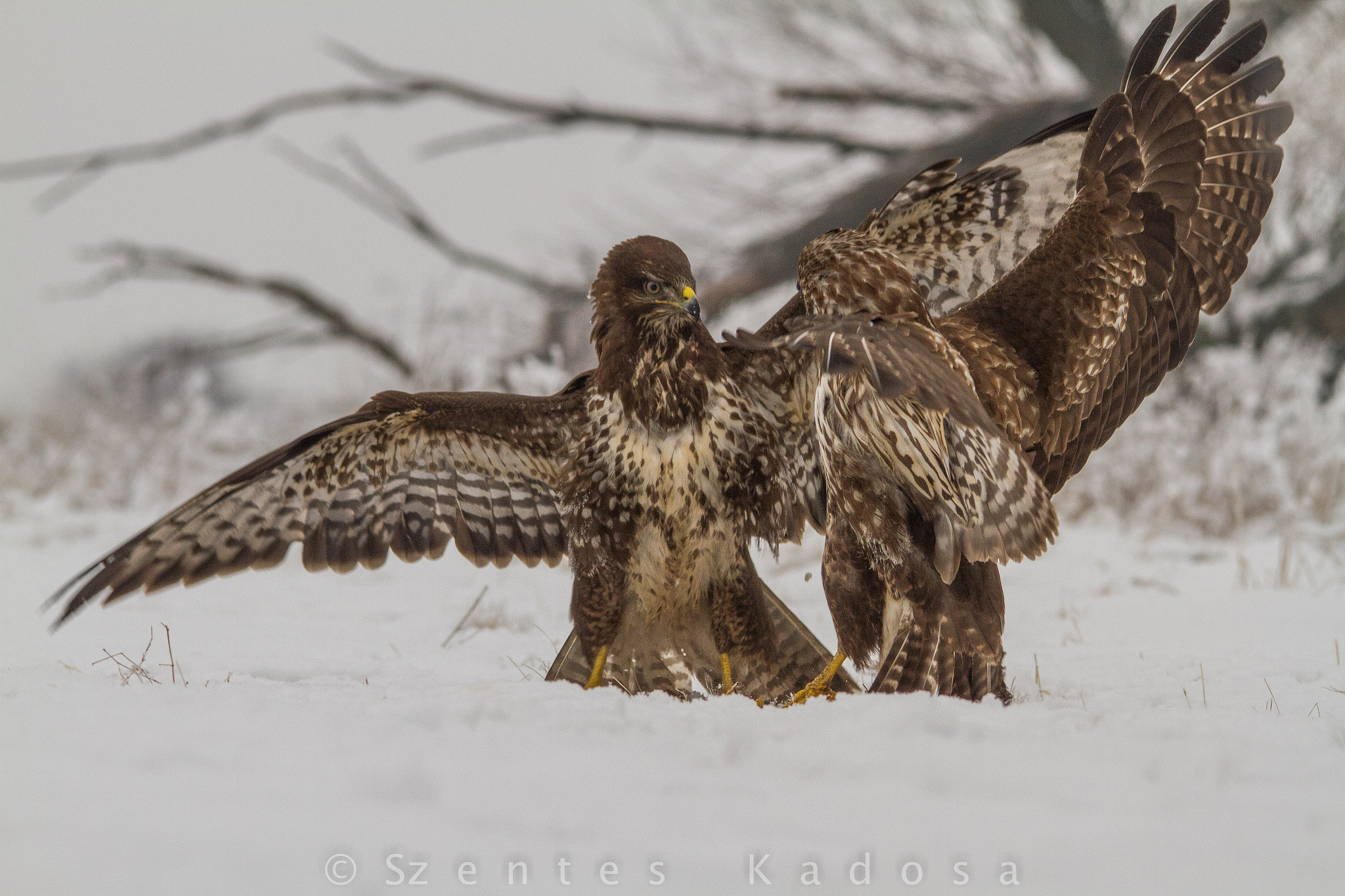 Sigma 150-500mm F5-6.3 DG OS HSM sample photo. Just one dance photography