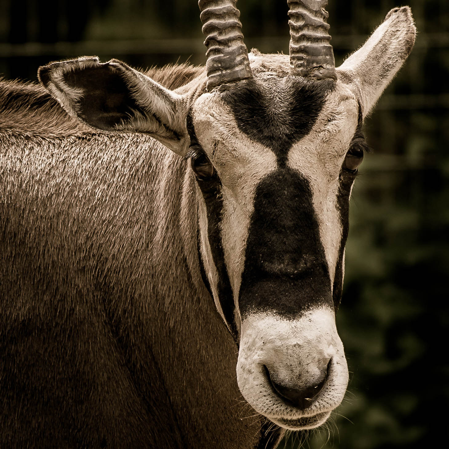 Nikon AF-S Nikkor 70-200mm F4G ED VR sample photo. Oryx photography