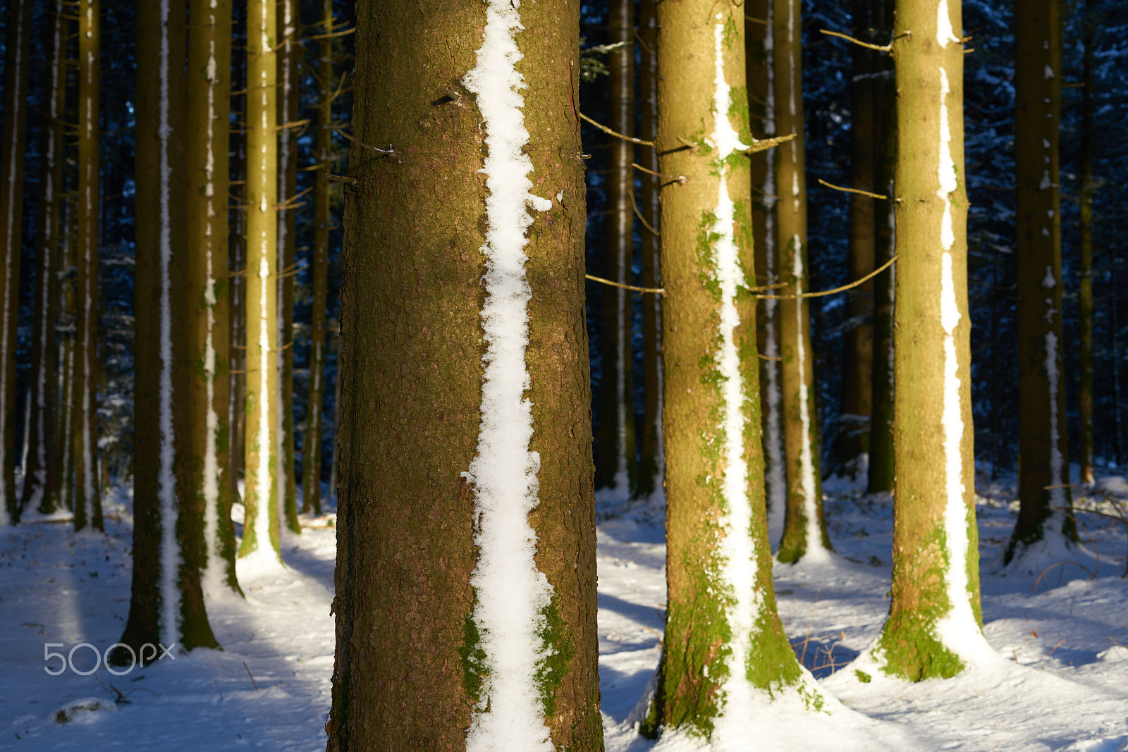 Sony FE 70-200mm F4 G OSS sample photo. Spruces with snow-ribbons photography