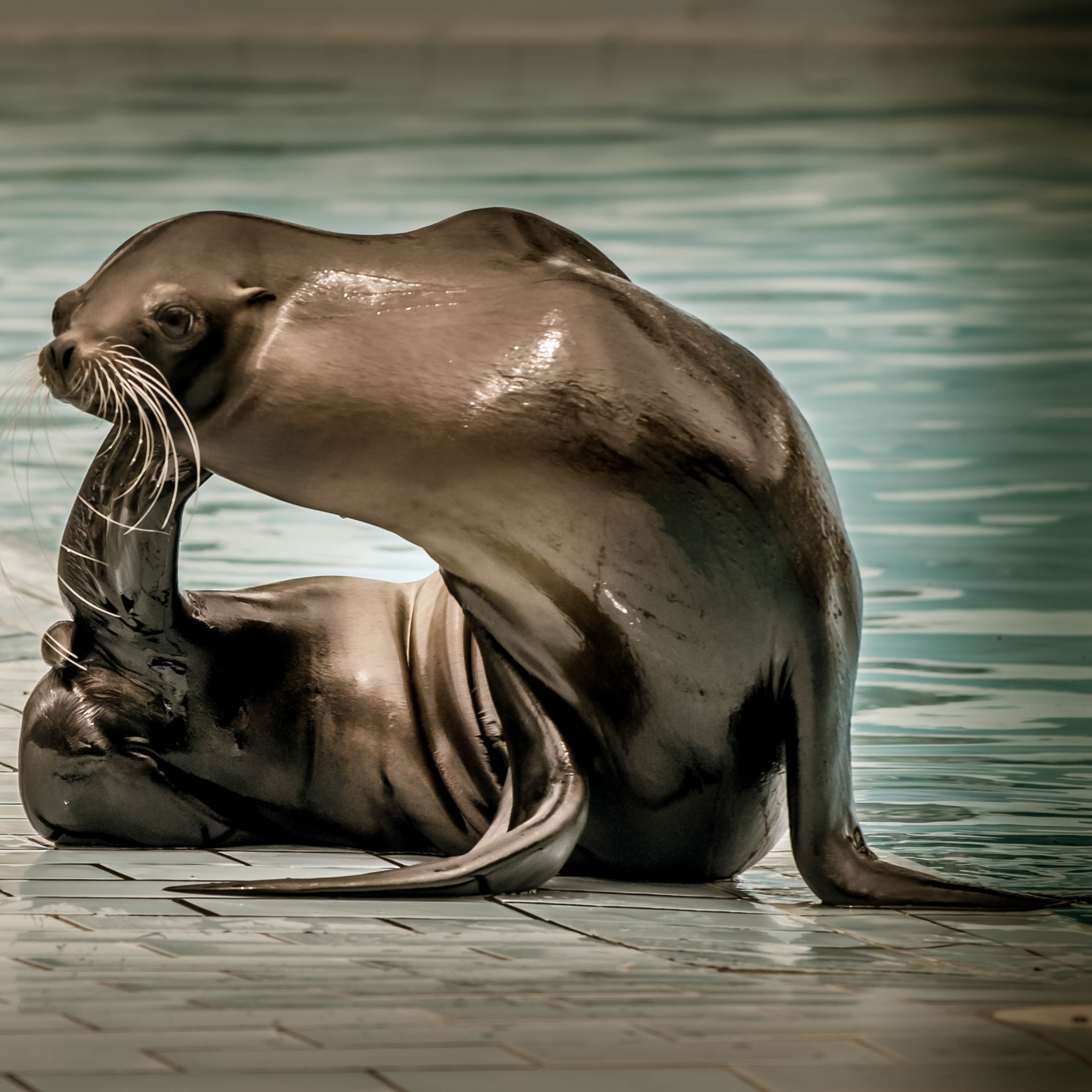 Nikon AF-S Nikkor 70-200mm F4G ED VR sample photo. Otarie photography