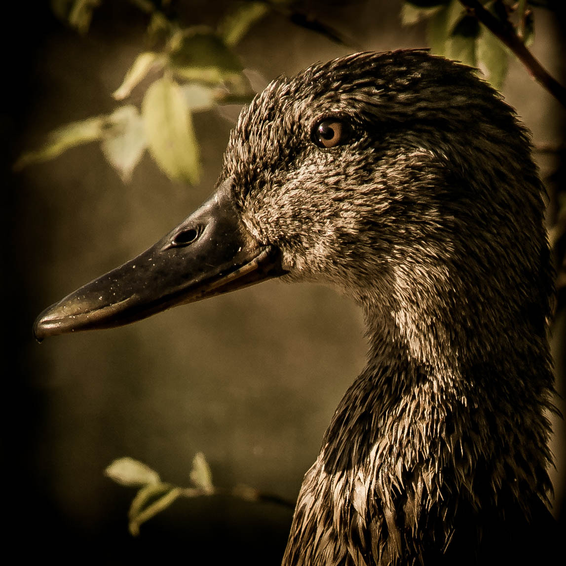 Nikon D600 + AF Nikkor 300mm f/4 IF-ED sample photo. Canard photography