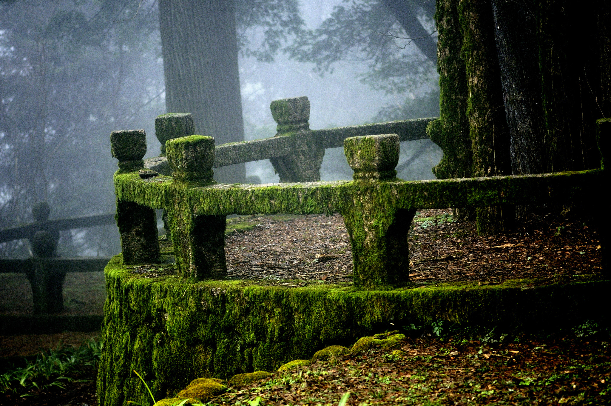Nikon AF-S Micro-Nikkor 105mm F2.8G IF-ED VR sample photo. Foggy days photography