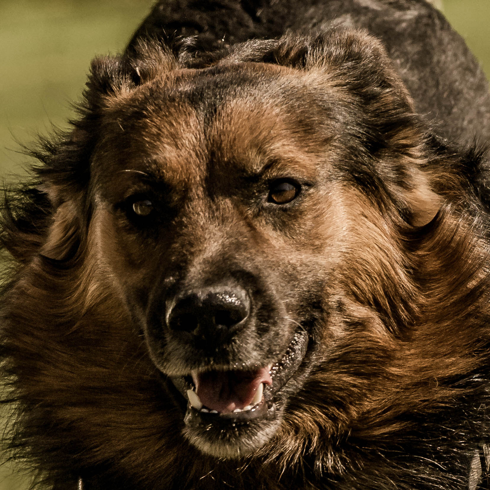 Nikon AF-S Nikkor 70-200mm F4G ED VR sample photo. Chien photography