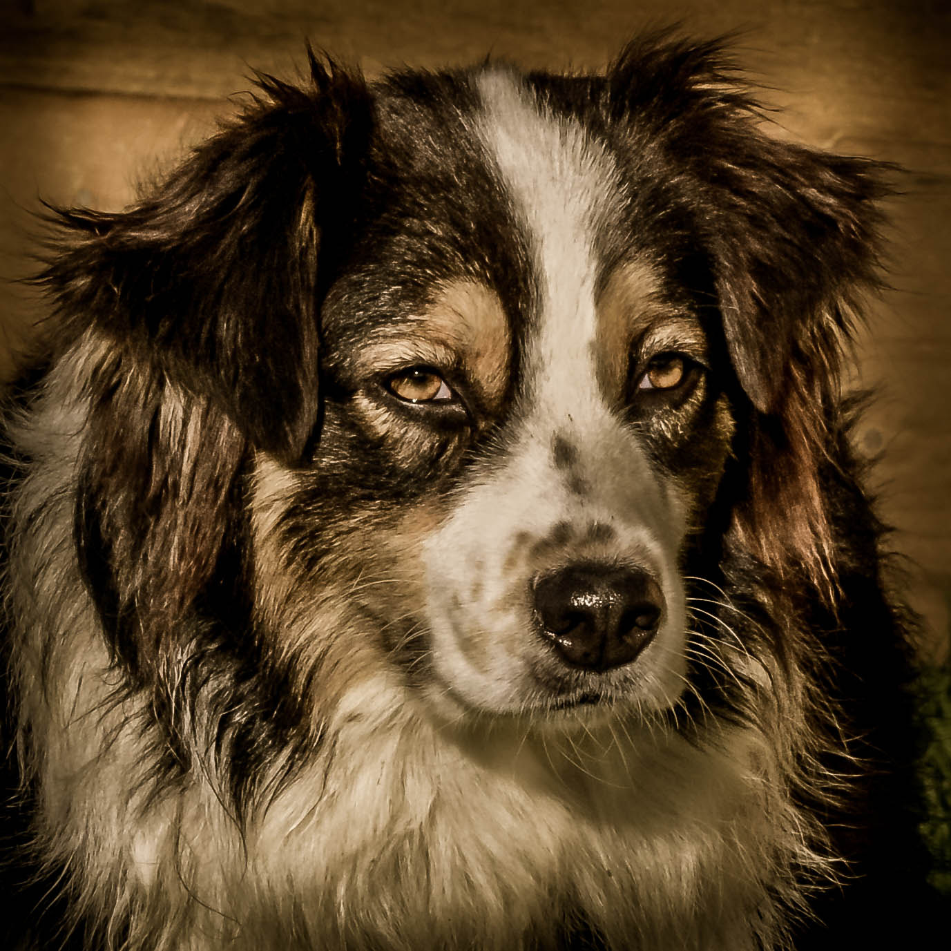 Nikon AF-S Nikkor 70-200mm F4G ED VR sample photo. Chien photography
