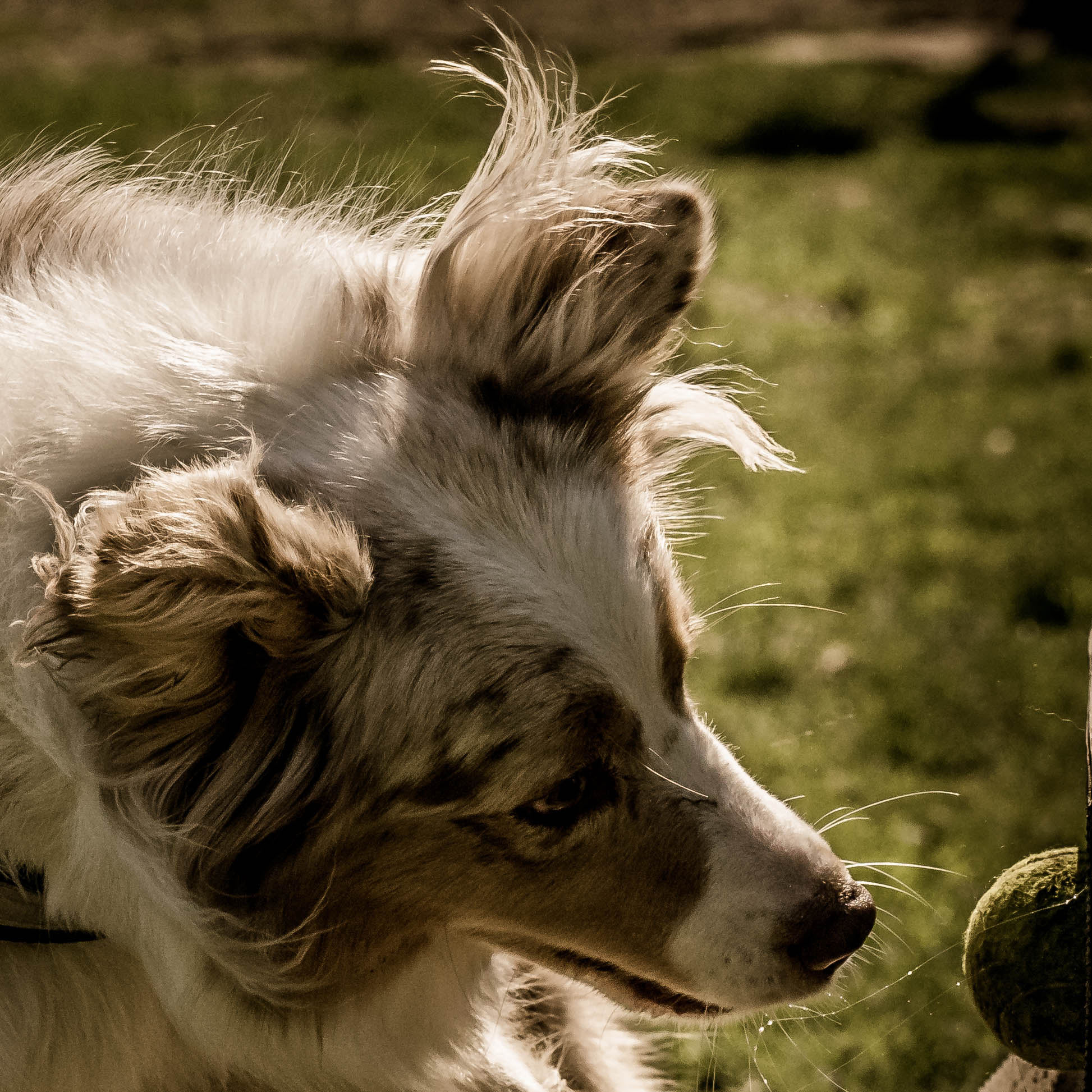 Nikon AF-S Nikkor 70-200mm F4G ED VR sample photo. Chien photography