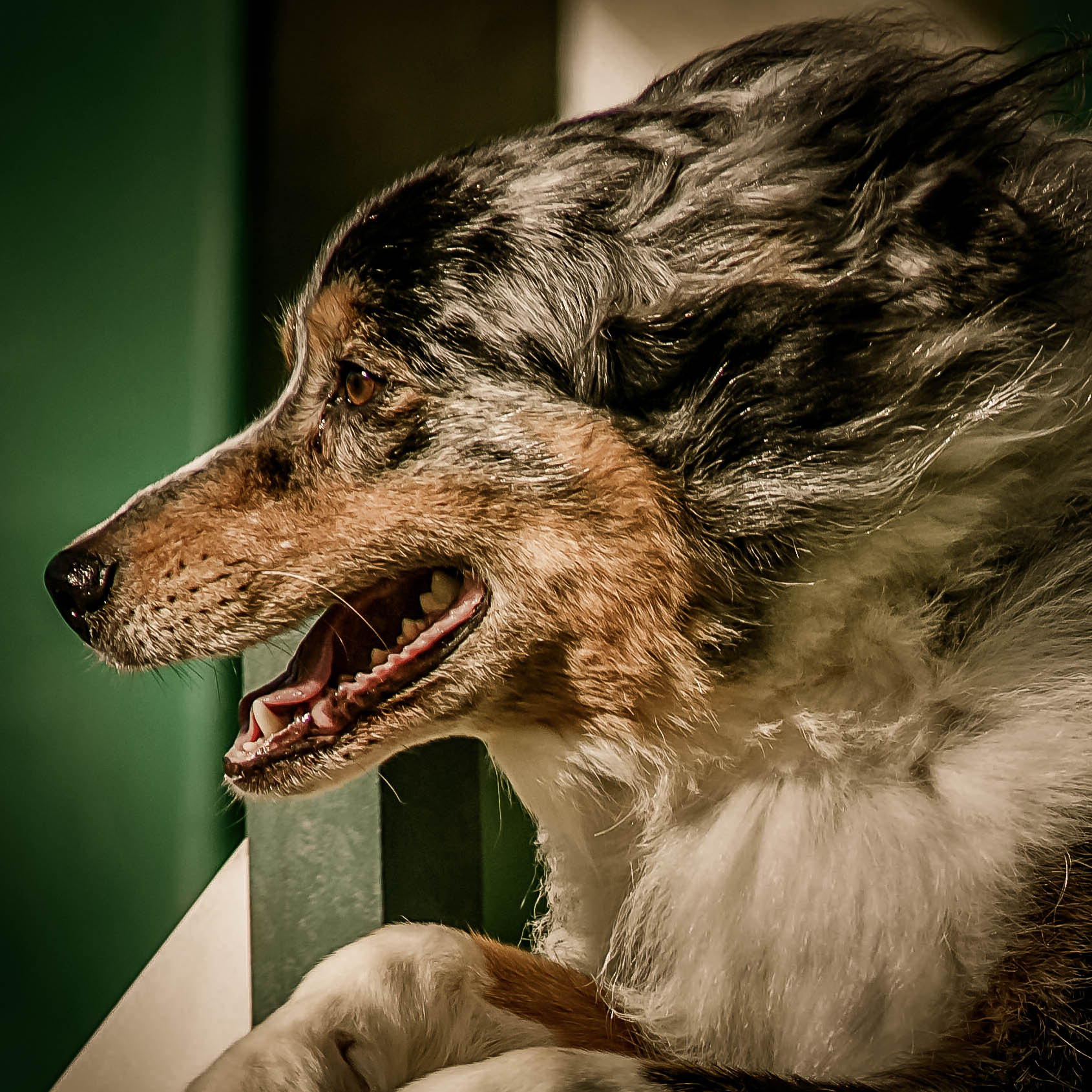 AF Nikkor 300mm f/4 IF-ED sample photo. Chien photography
