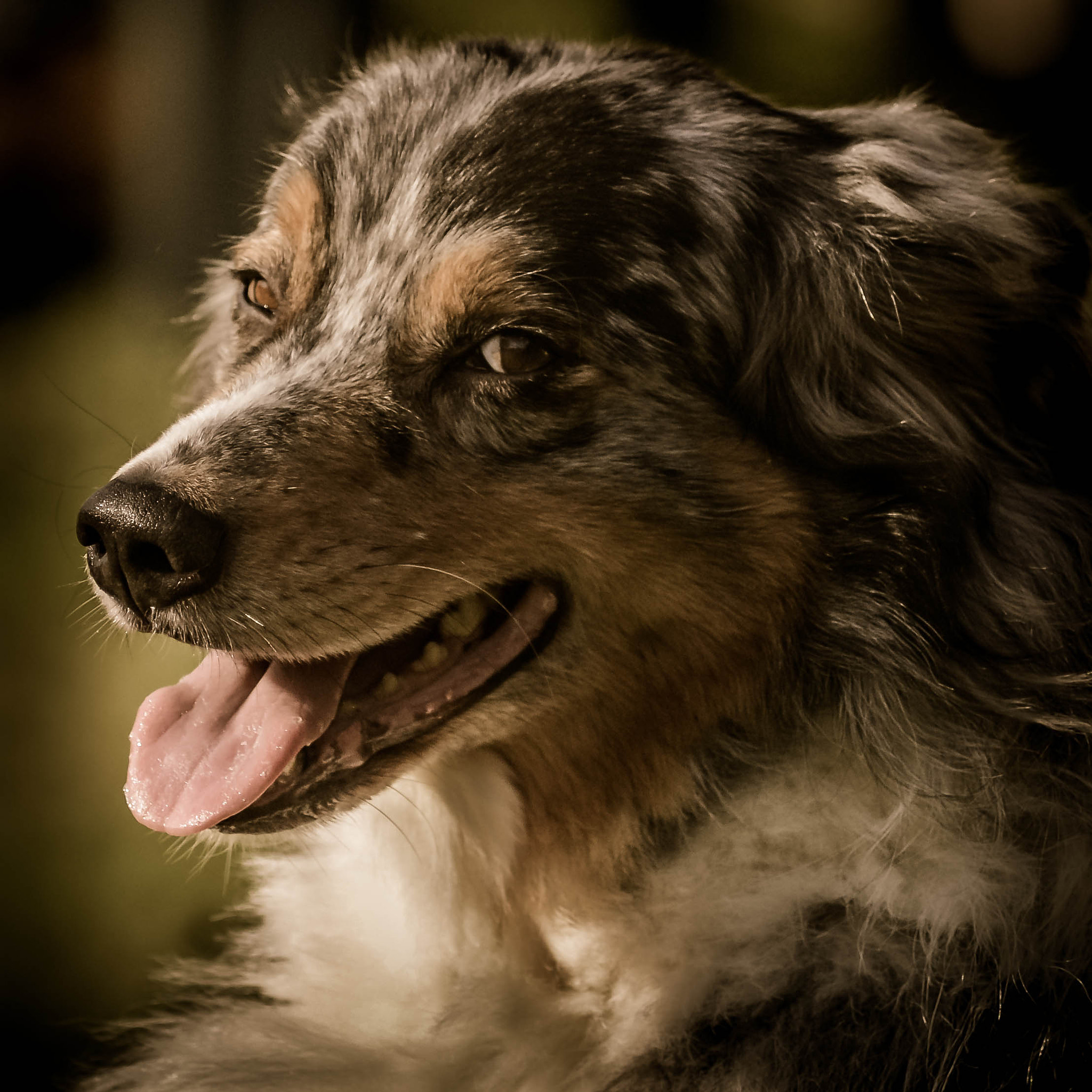 AF Nikkor 300mm f/4 IF-ED sample photo. Chien photography