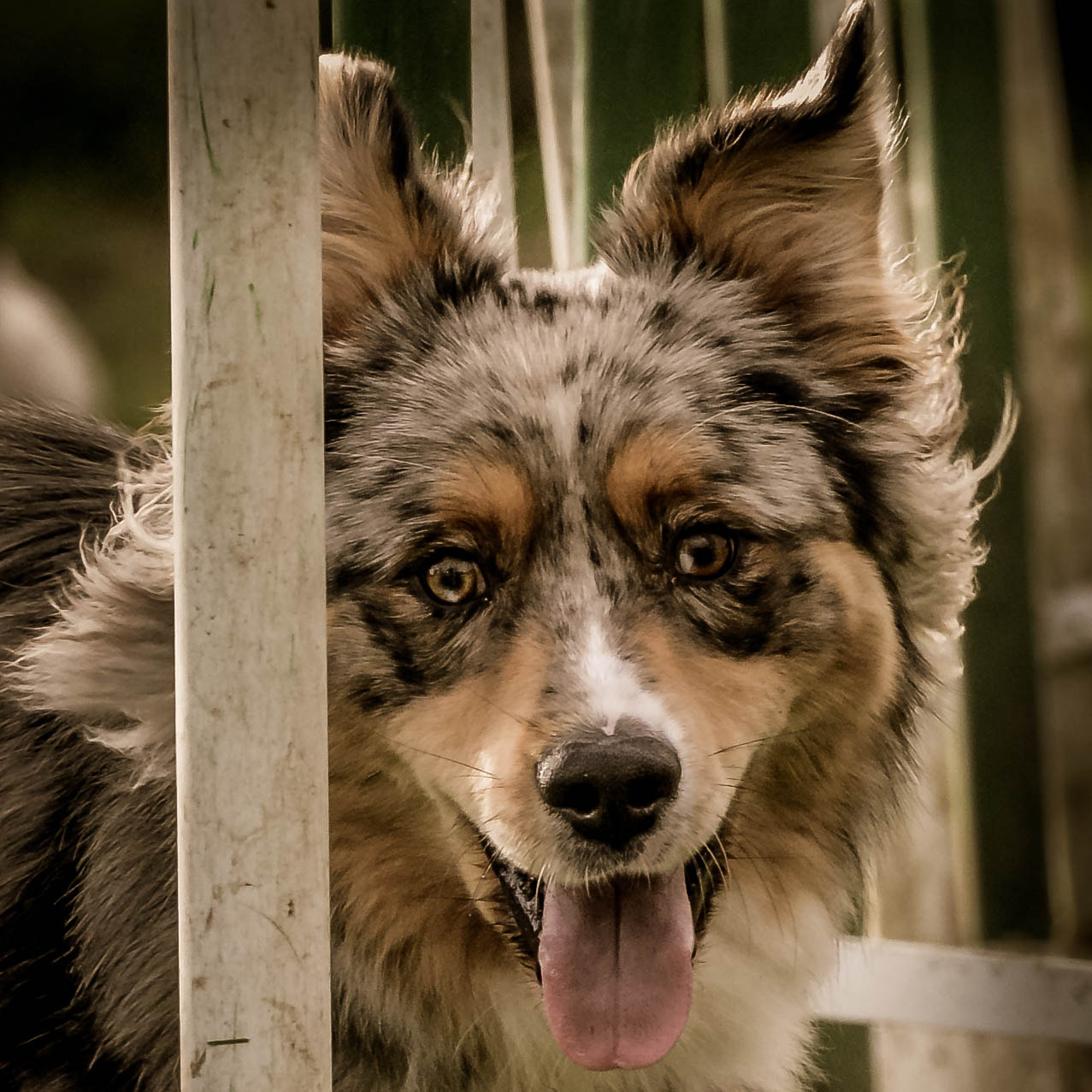 Nikon AF-S Nikkor 70-200mm F4G ED VR sample photo. Chien photography