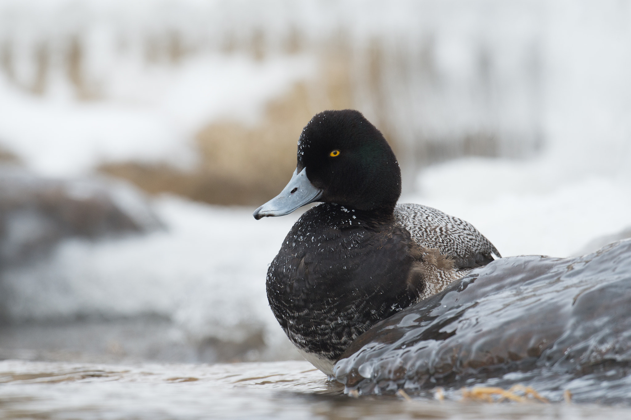 Nikon AF-S Nikkor 800mm F5.6E FL ED VR sample photo. Petit fuligule, aythaya affinis, lesser scaup photography