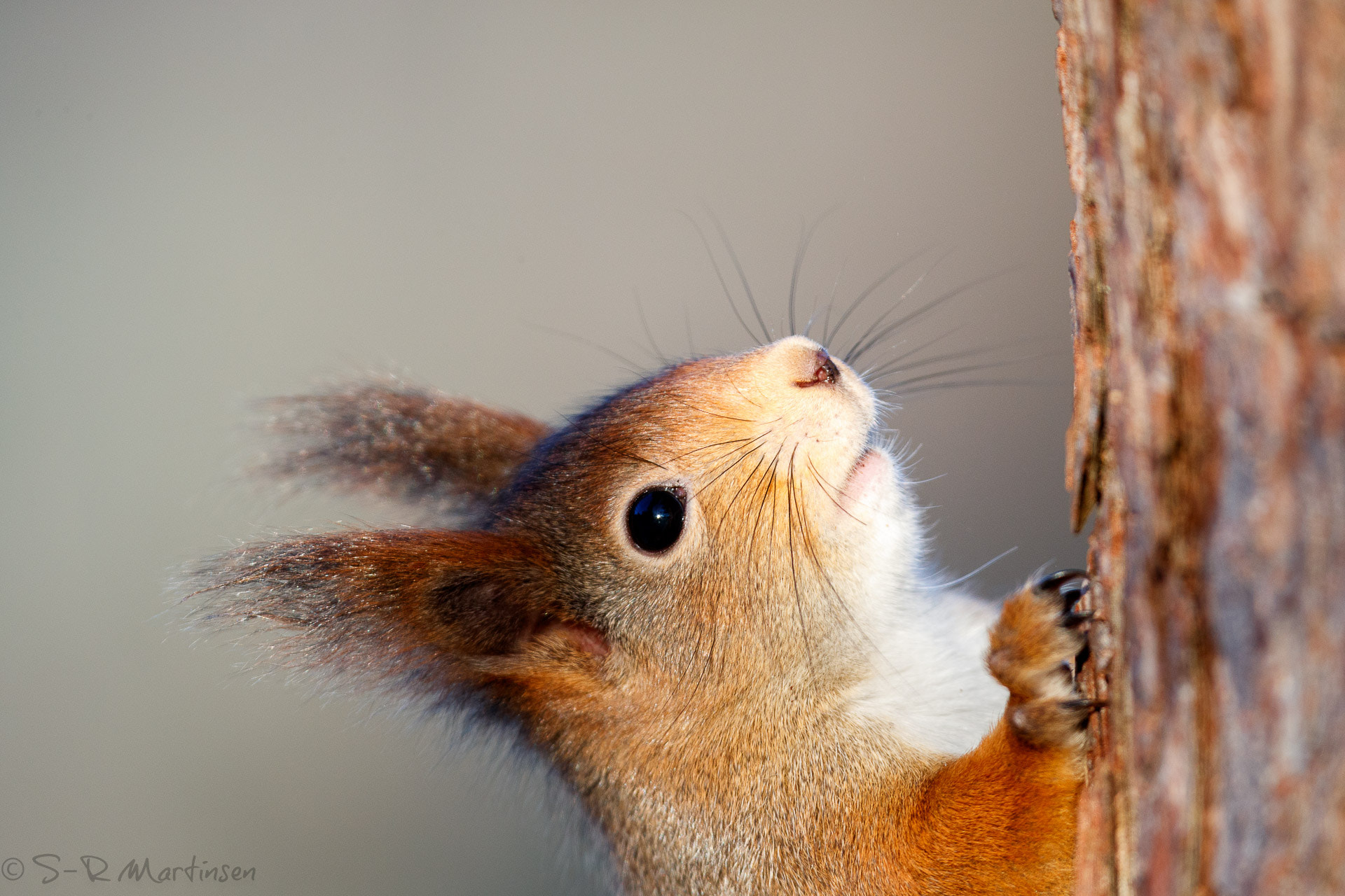 Canon EF 300mm F2.8L IS USM sample photo. Sciurus vulgaris photography