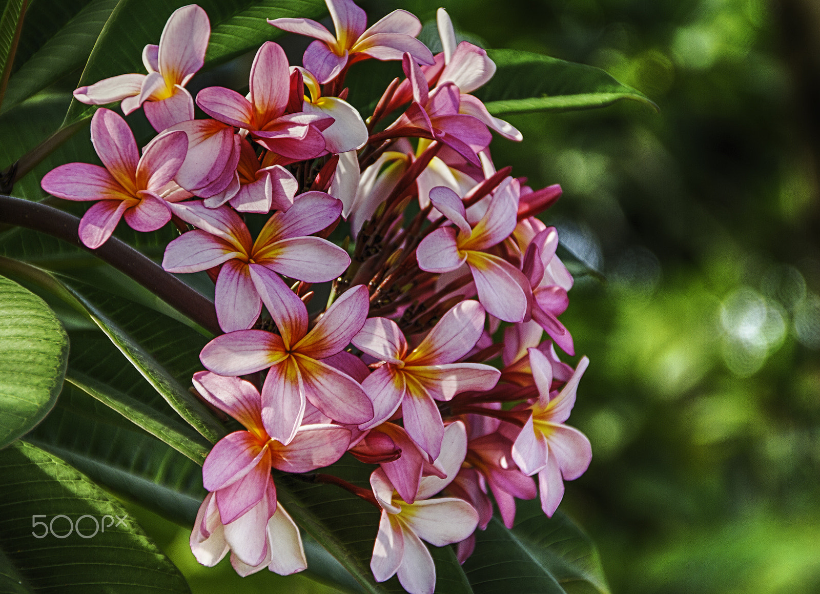 Sigma 18-250mm F3.5-6.3 DC OS HSM sample photo. Pink photography