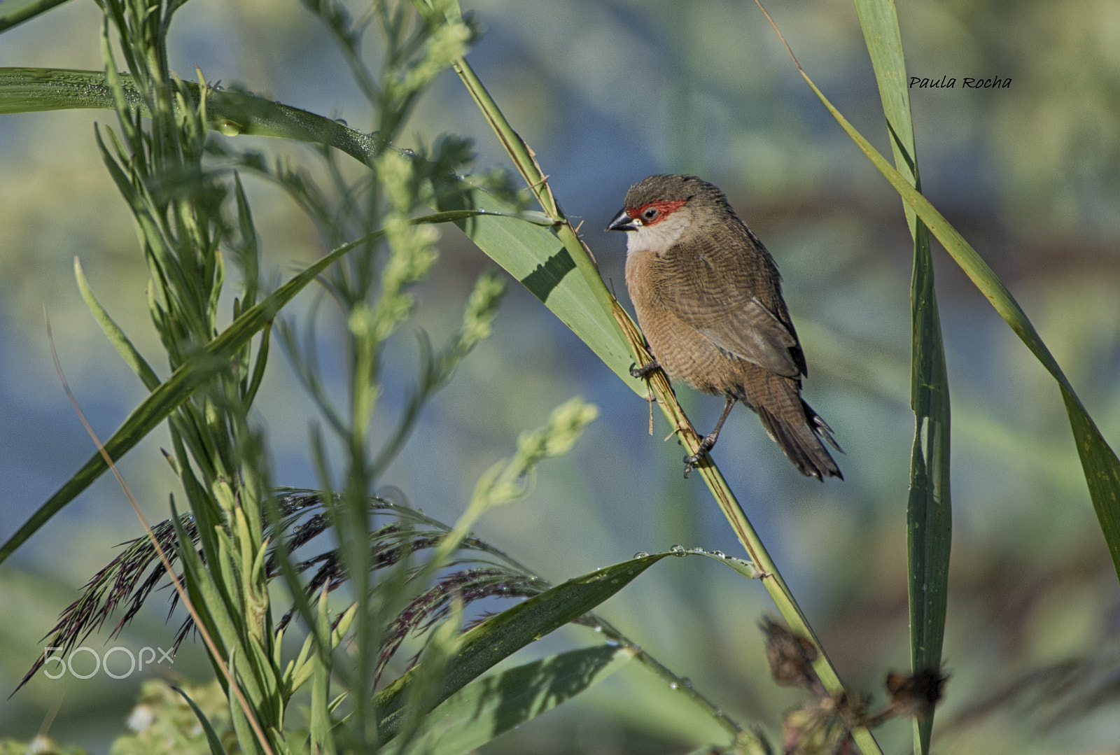 Sigma 50-500mm F4.5-6.3 DG OS HSM sample photo. Pássaro photography