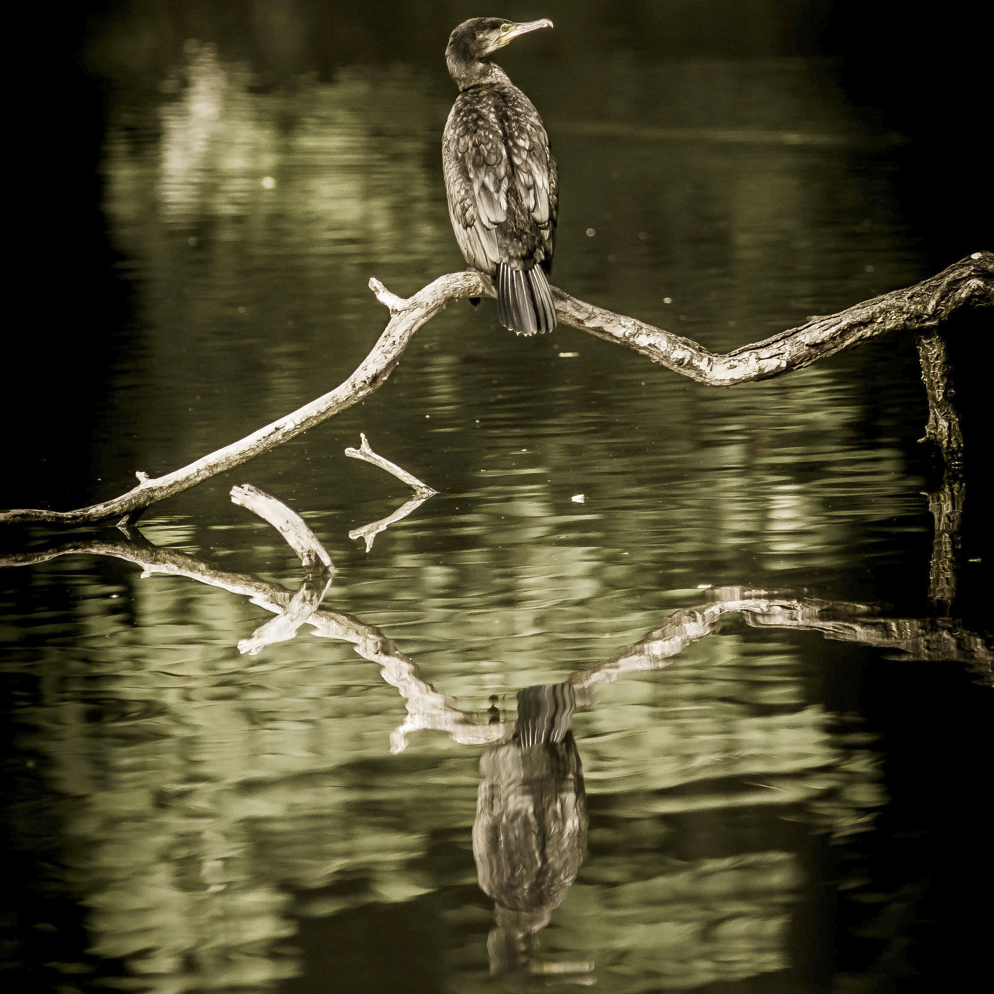 Nikon D600 + AF Nikkor 300mm f/4 IF-ED sample photo. Cormoran photography