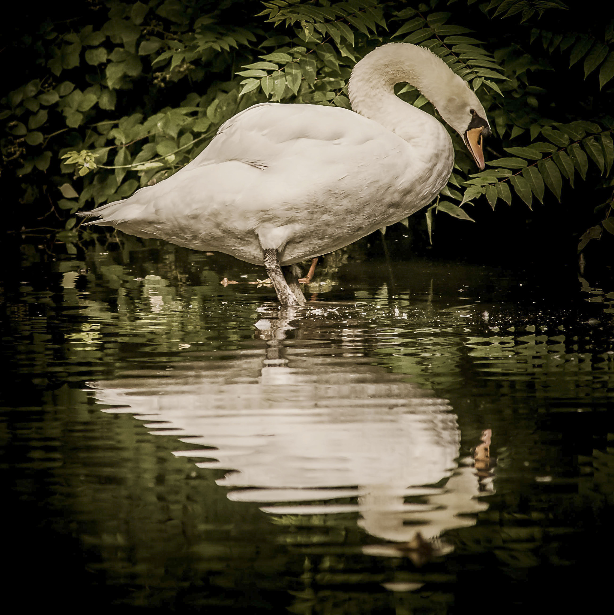 Nikon D600 + AF Nikkor 300mm f/4 IF-ED sample photo. Cygne photography