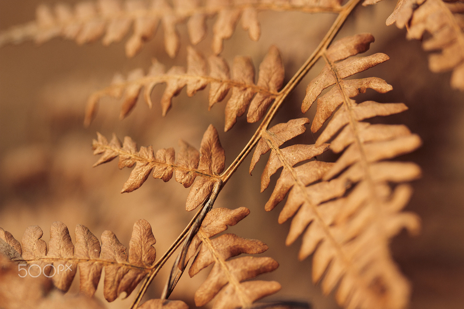 Sigma 105mm F2.8 EX DG OS HSM sample photo. Winter fern photography
