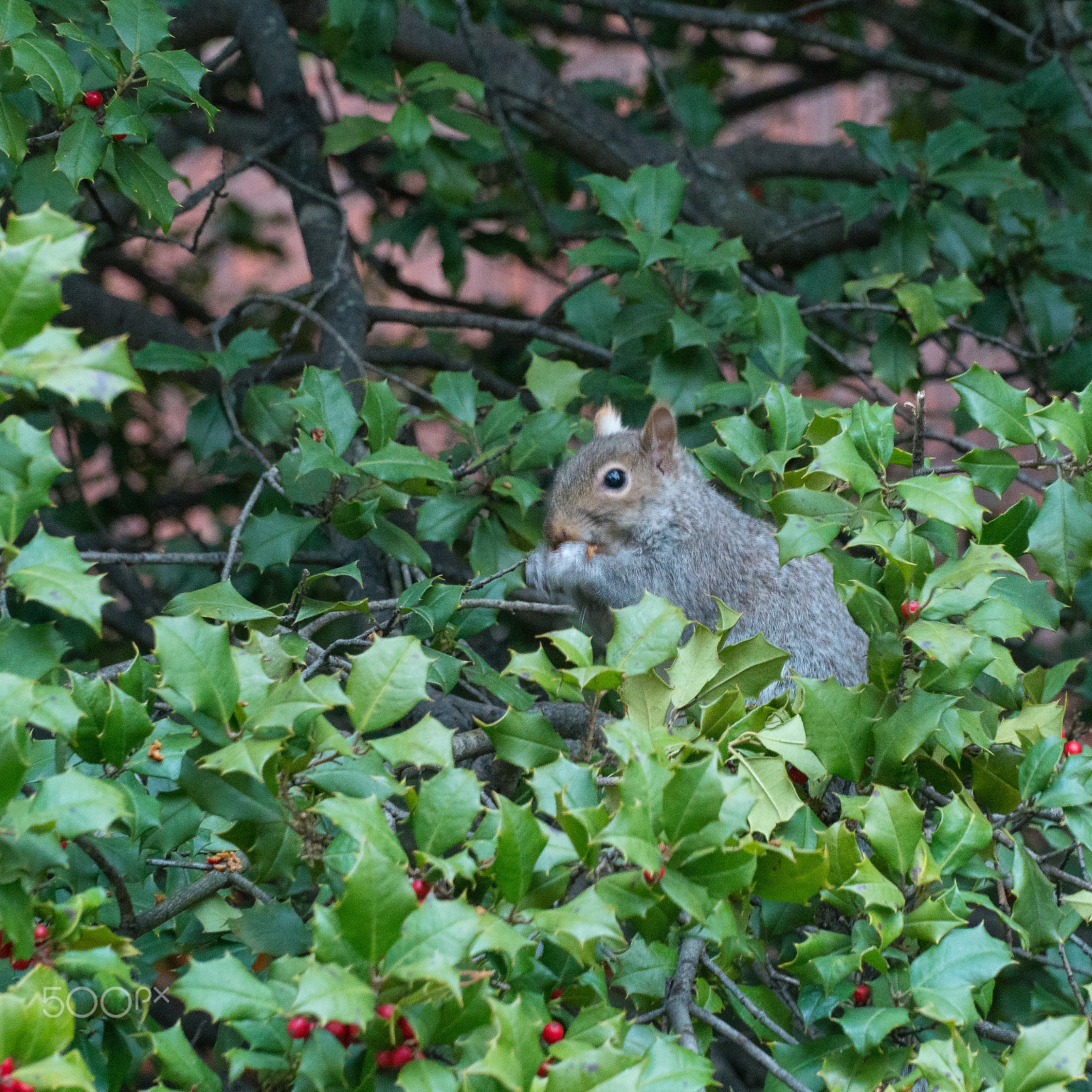 Sony a6500 sample photo. Nibbling squirrel photography