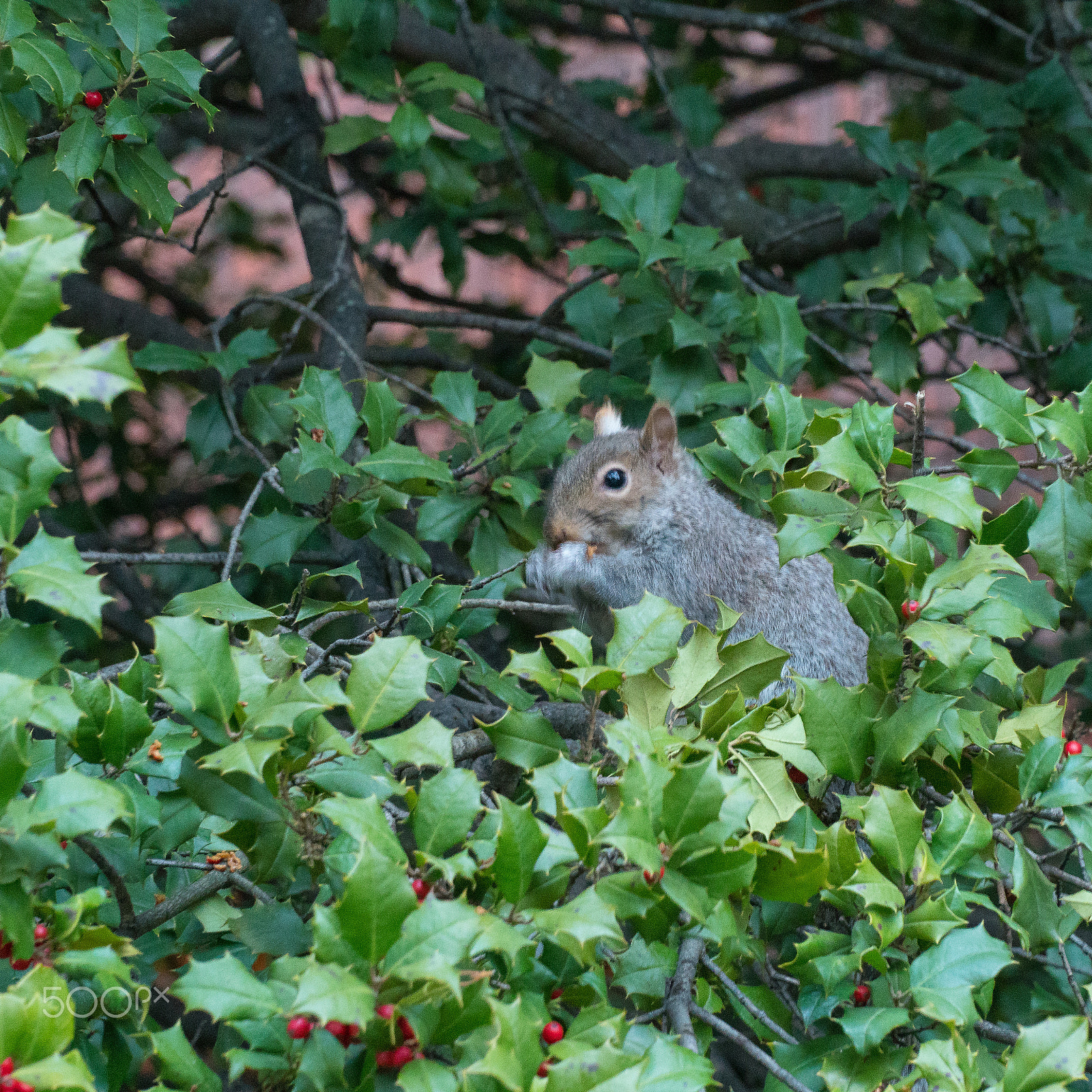 Sony E PZ 18-105mm F4 G OSS sample photo. Nibbling squirrel photography