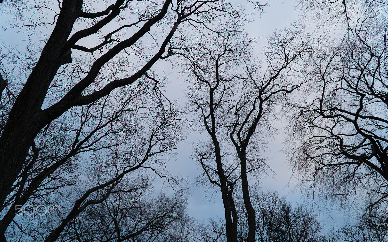 Sony E PZ 18-105mm F4 G OSS sample photo. Fractal silhouettes photography