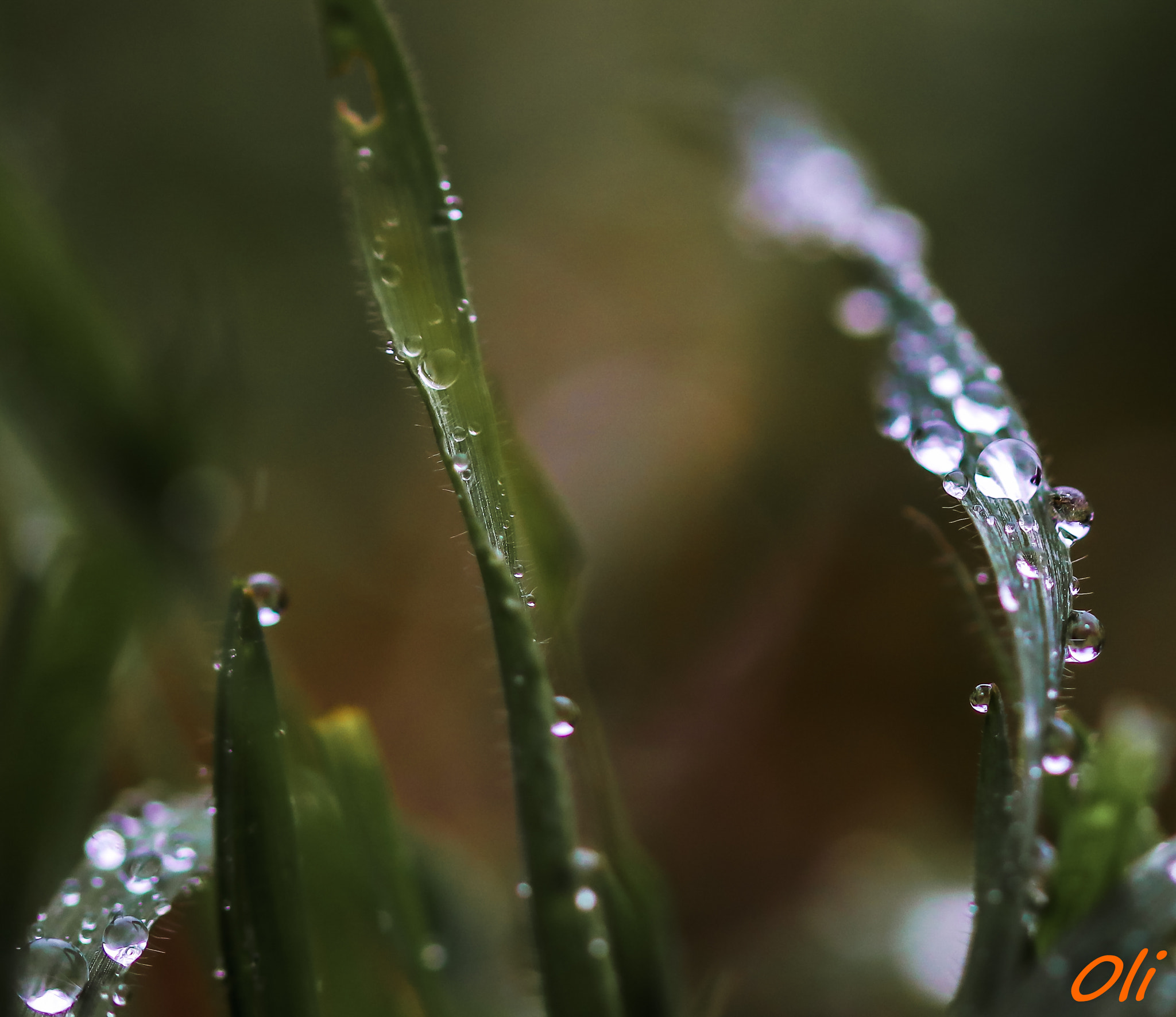Sigma 105mm F2.8 EX DG OS HSM sample photo. Rosée photography