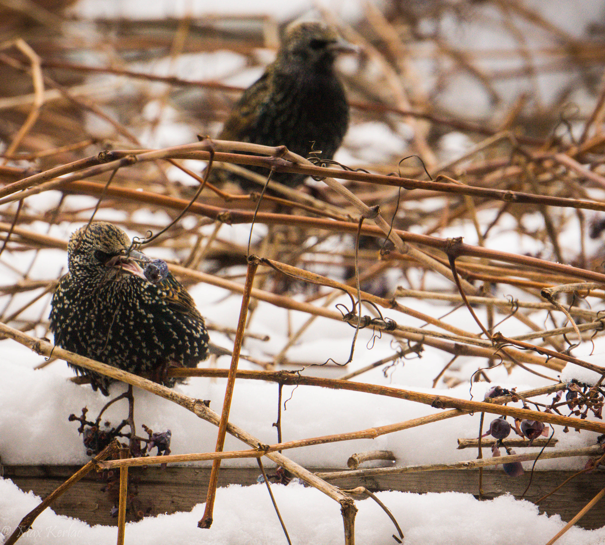 Sony Alpha NEX-7 + Sony E 55-210mm F4.5-6.3 OSS sample photo. Starlings having breakfast photography