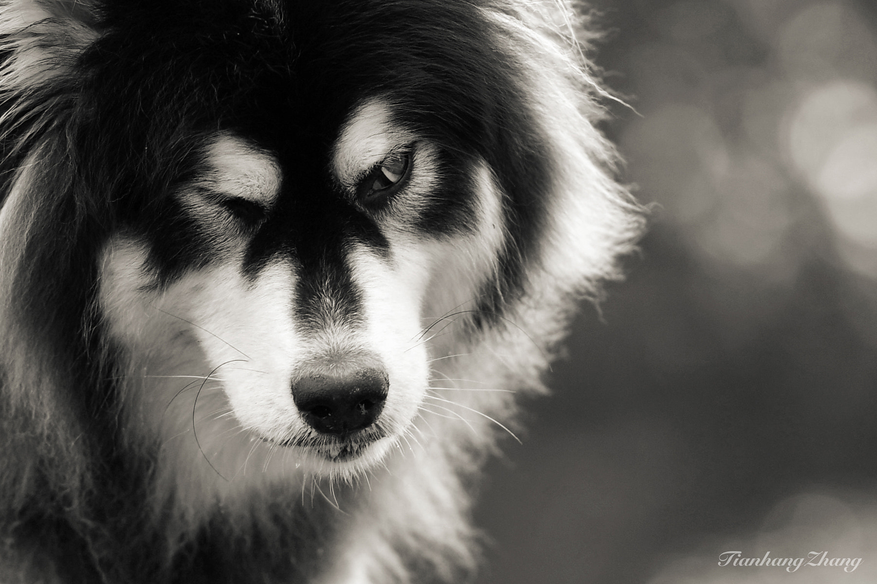 Nikon AF-S Nikkor 70-200mm F2.8G ED VR II sample photo. Dog photography