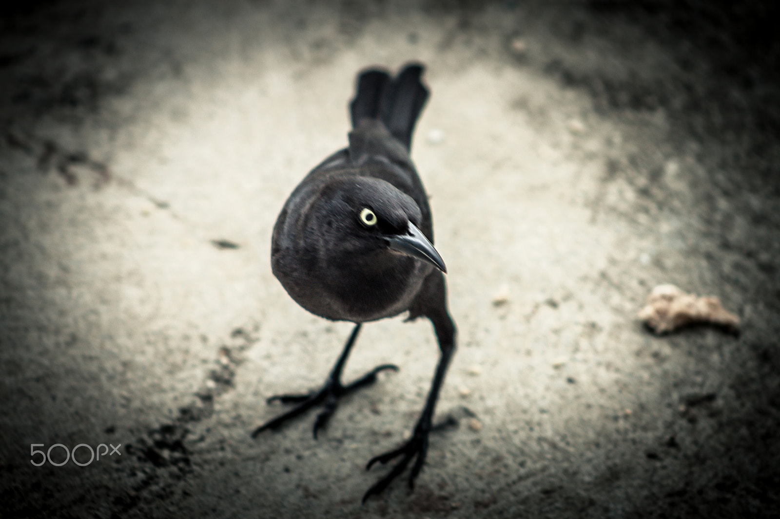 EF75-300mm f/4-5.6 sample photo. Img photography