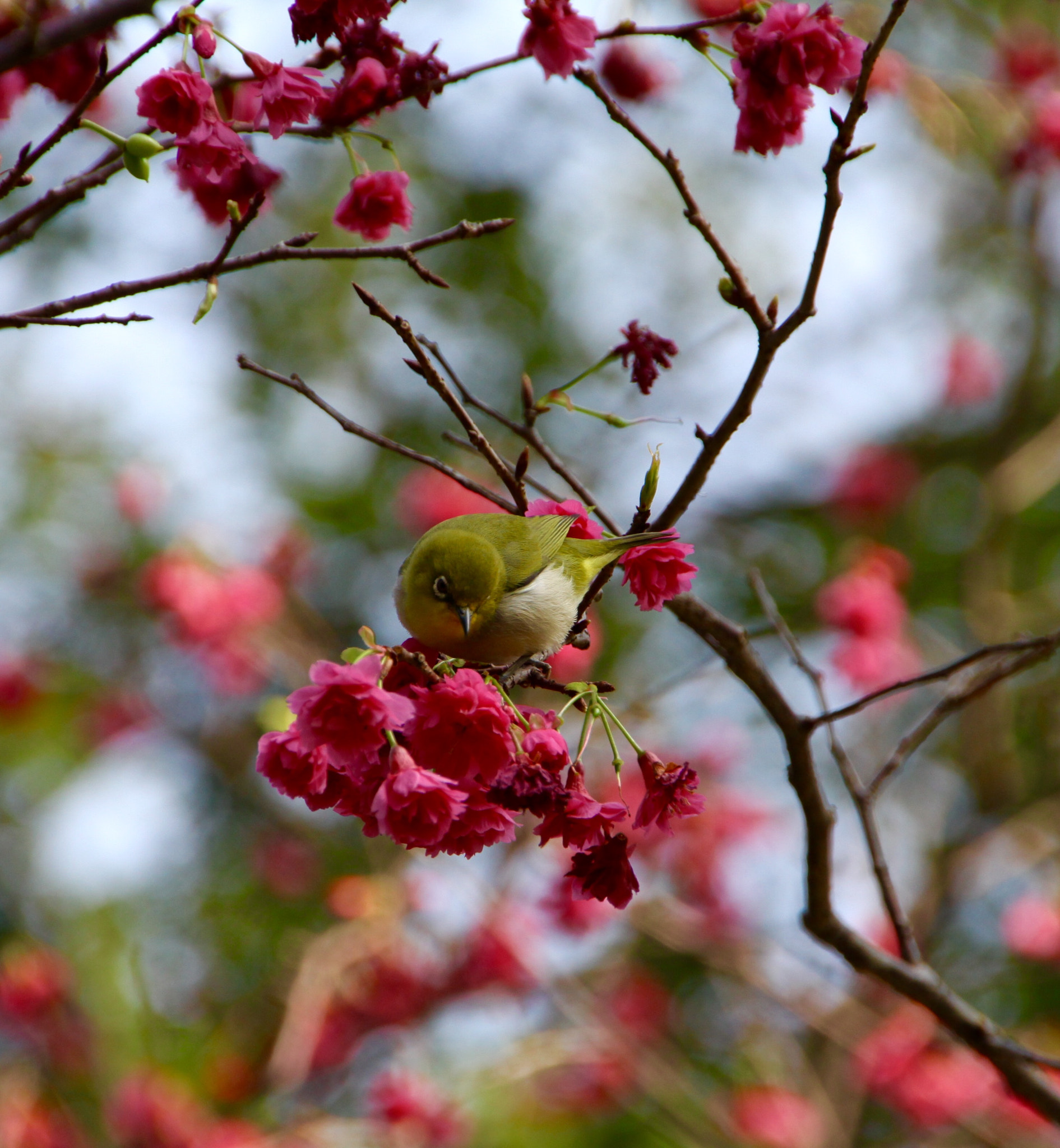 Canon 18-250mm sample photo. Just love flowers photography