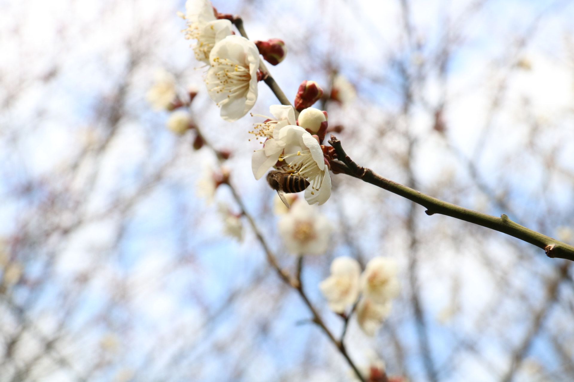 Canon EOS 760D (EOS Rebel T6s / EOS 8000D) sample photo. 踏雪寻梅 photography